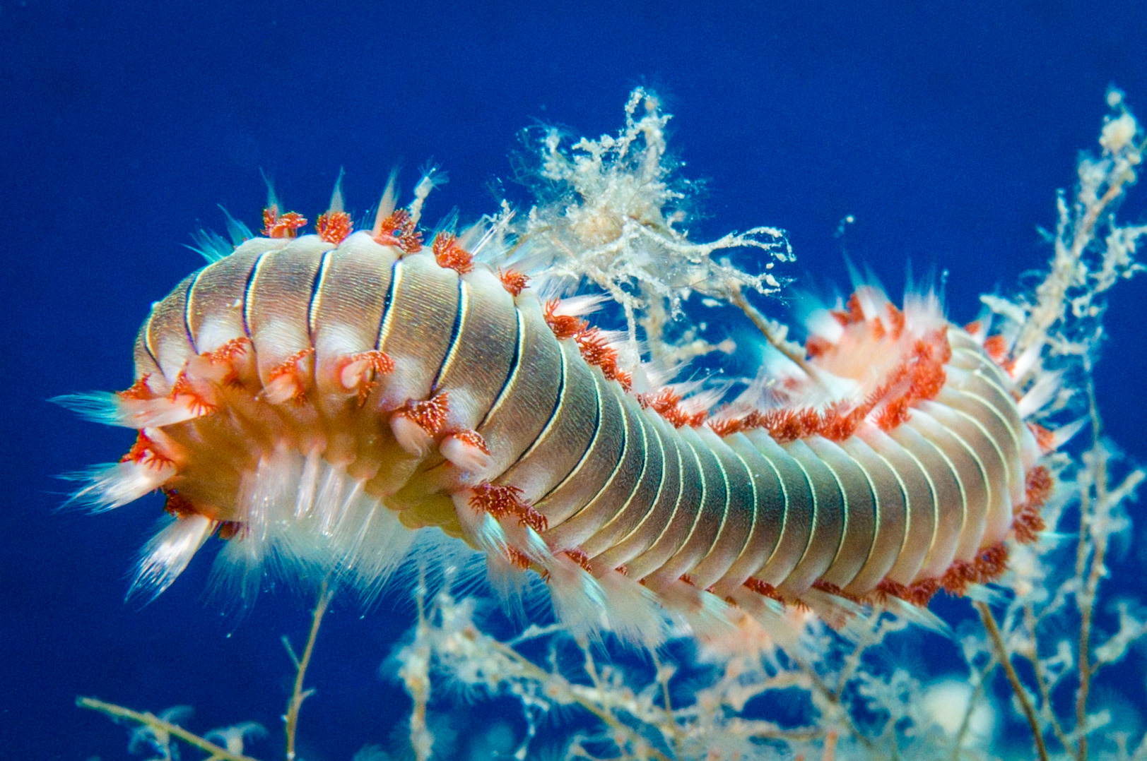 Ras il-Hobz, Gozo; with Pete Bullen