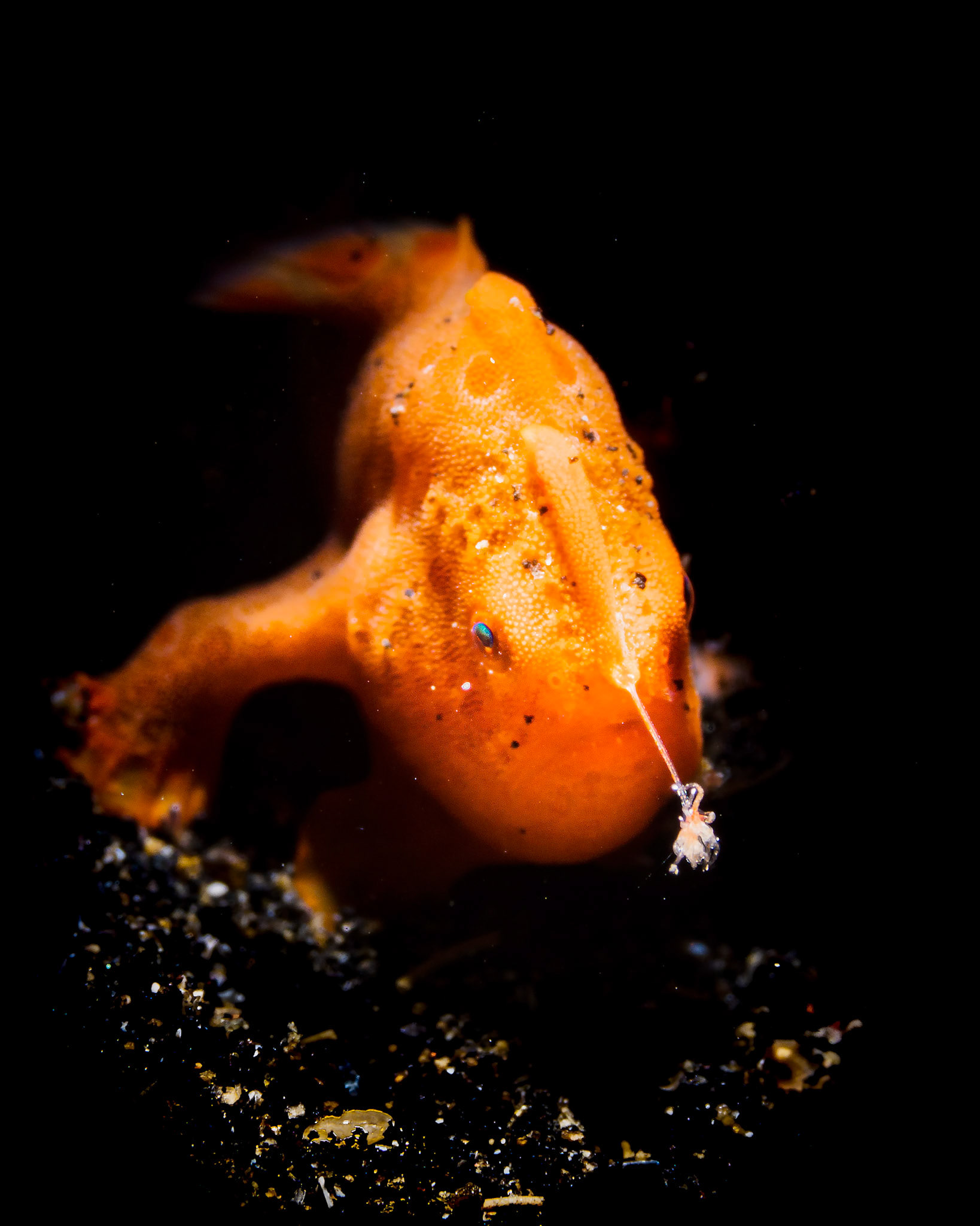 Juvenile painted Frogfish