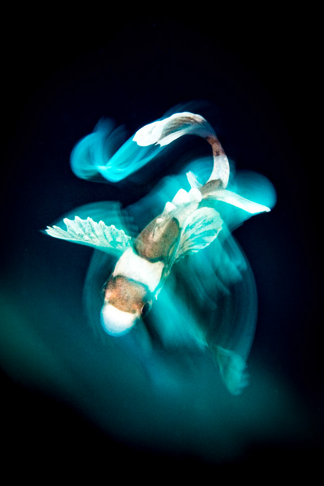 Plectorhinchus chaetodonoides