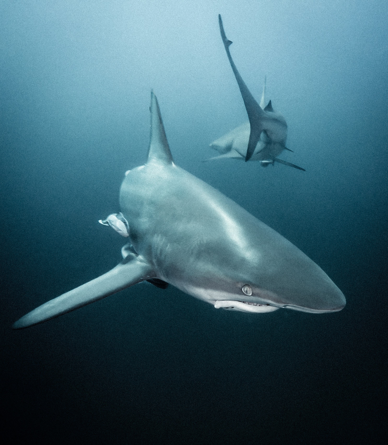 Carcharhinus limbatus, species of requiem shark