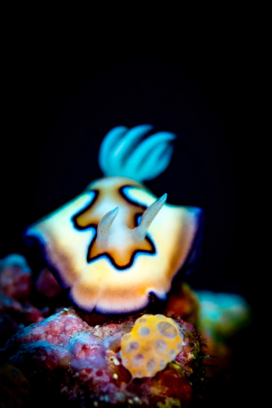 Goniobranchus (Chromodoris) coi