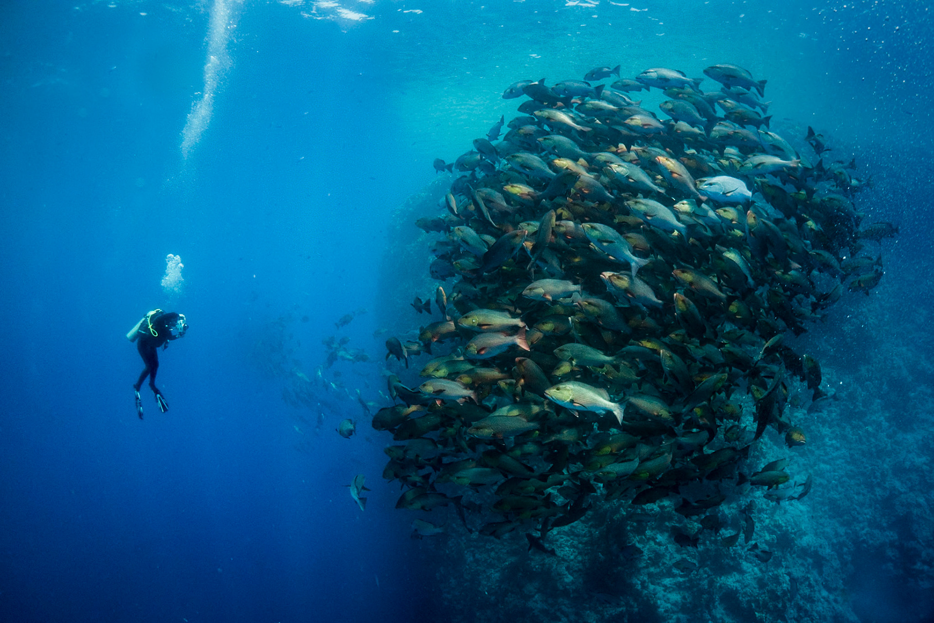 School of bohar snappers, with photographer
