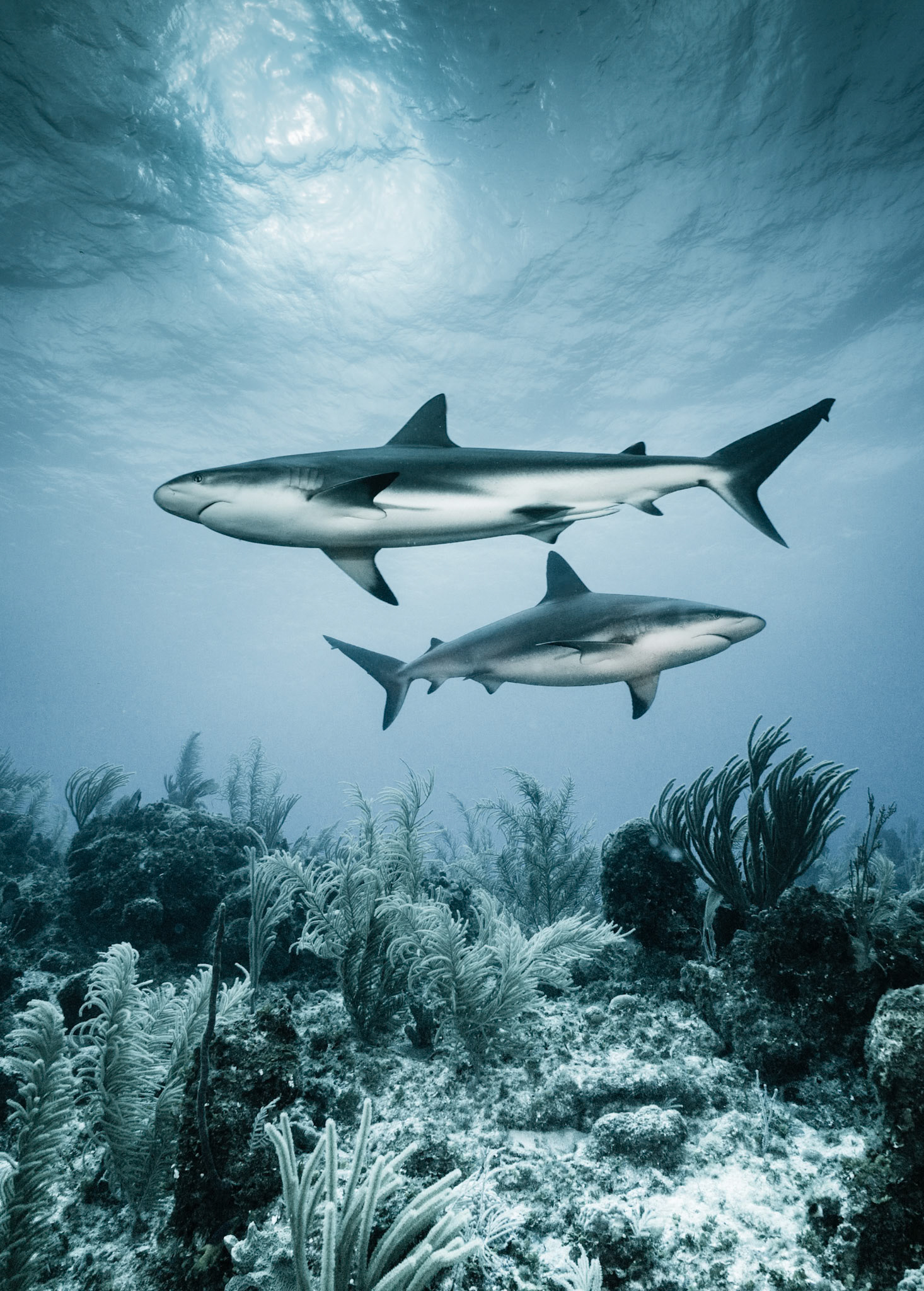 Pair of Caribbean Reef Sharks (Carcharhinus perezii)
