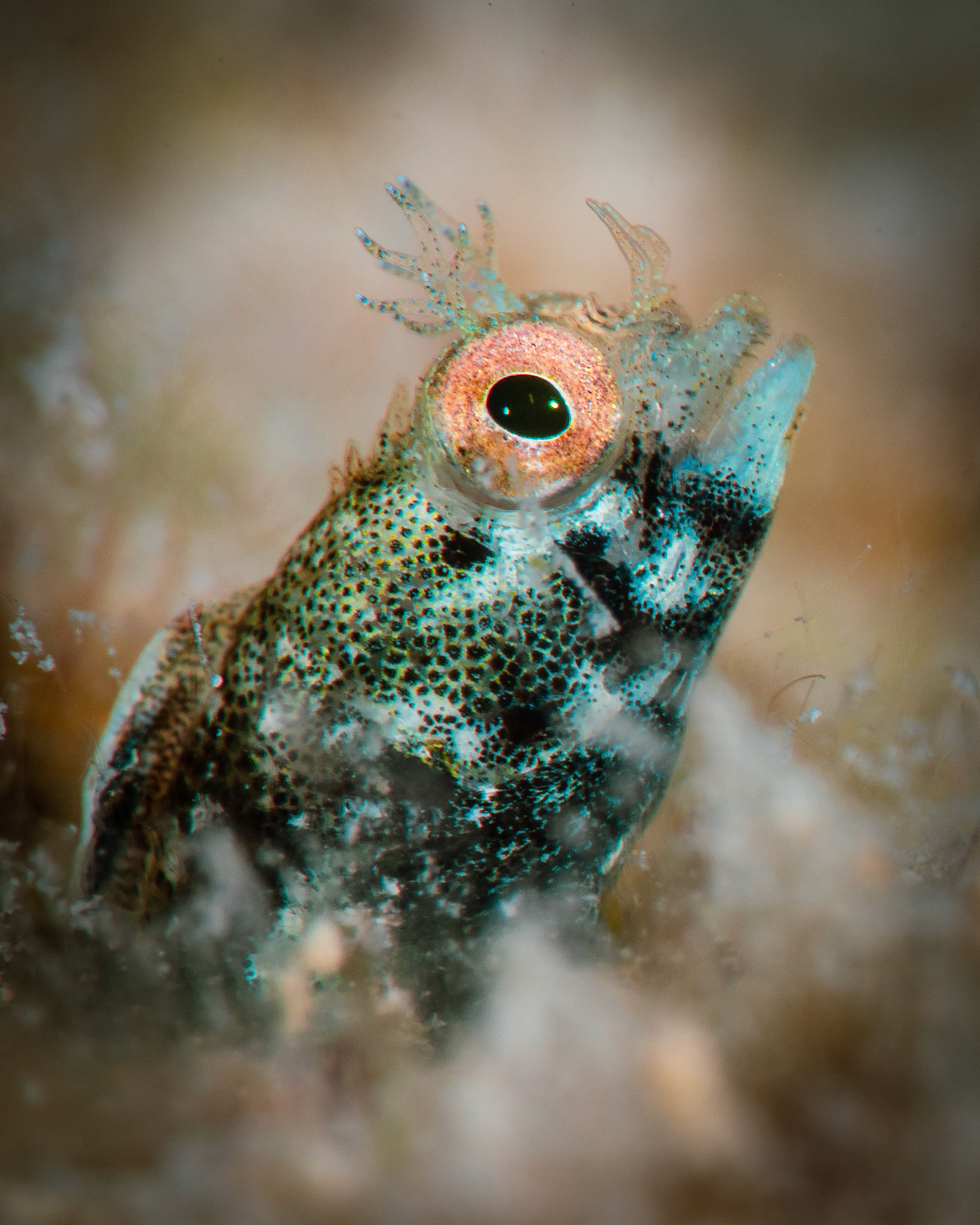 at Sunset Reef, Grand Cayman