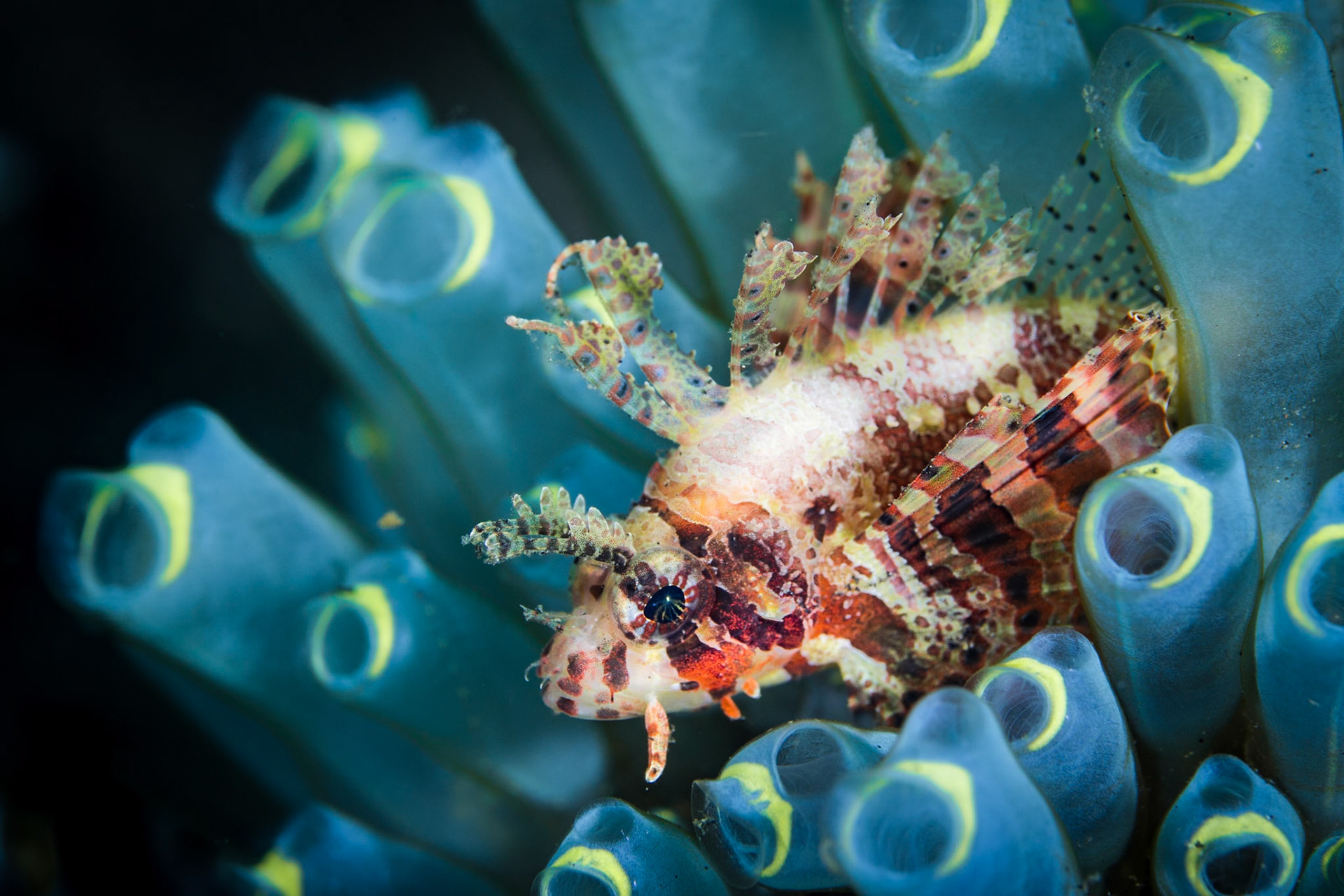 Juvenile lionfish resting in tunicates