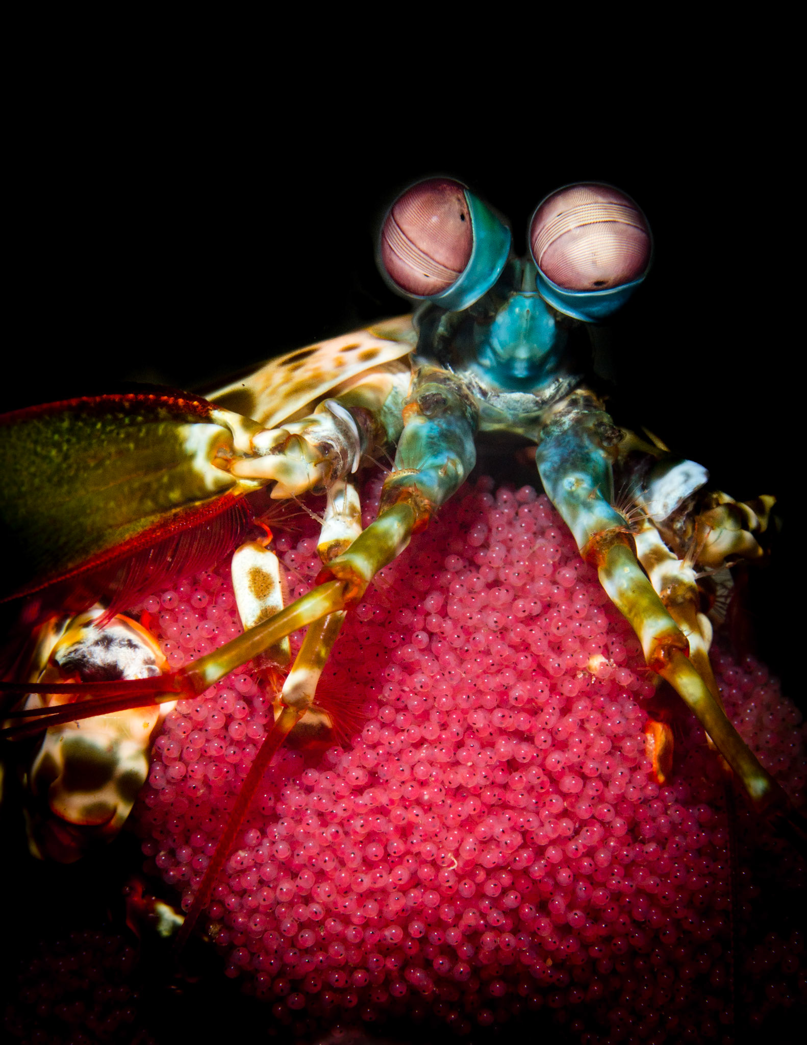 Peacock mantis smashing shrimp, carrying her babies (Odontodactylus Scyllarus)