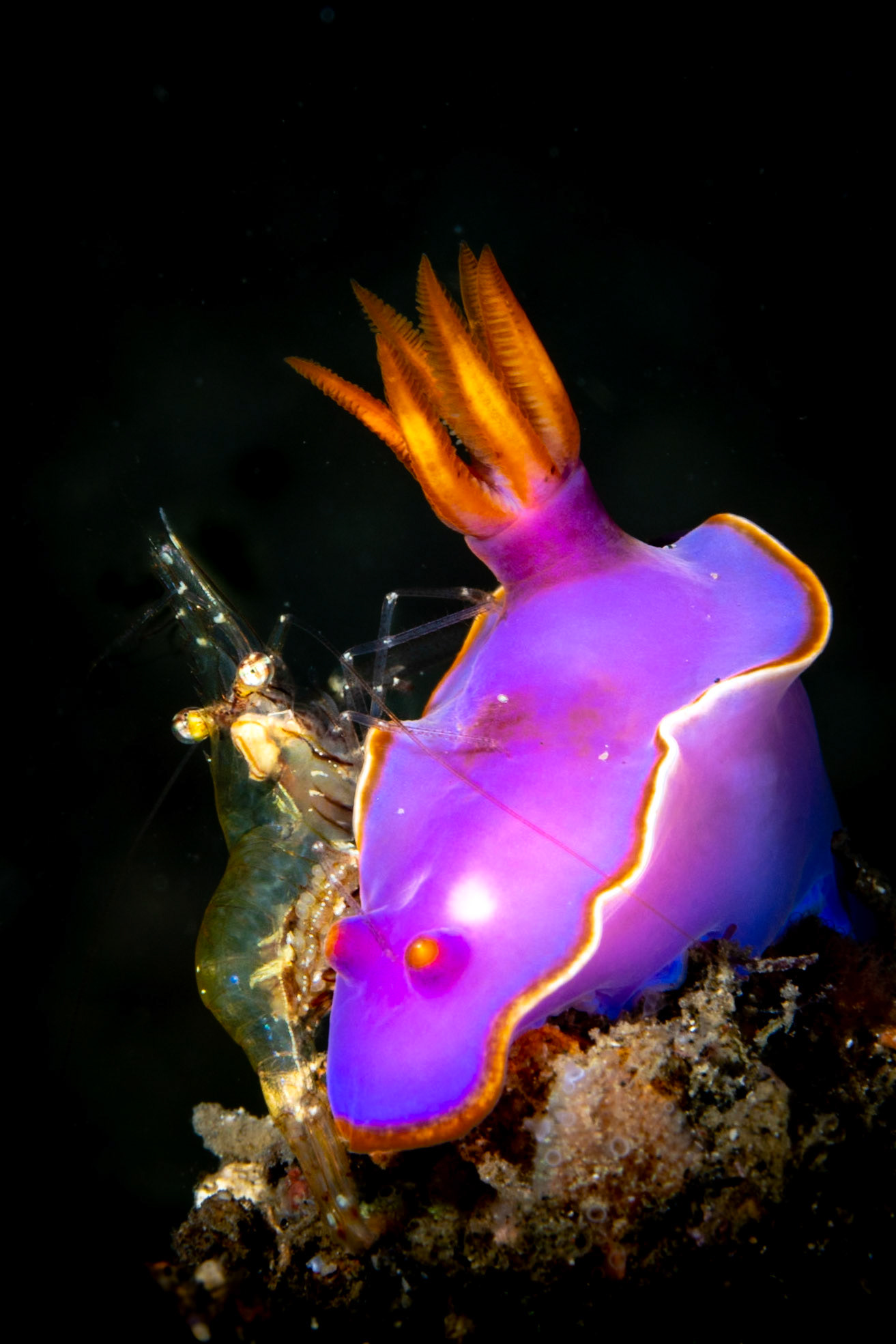 Pink dorid nudibranch (Chromodoris bullocki) with cleaner shrimp