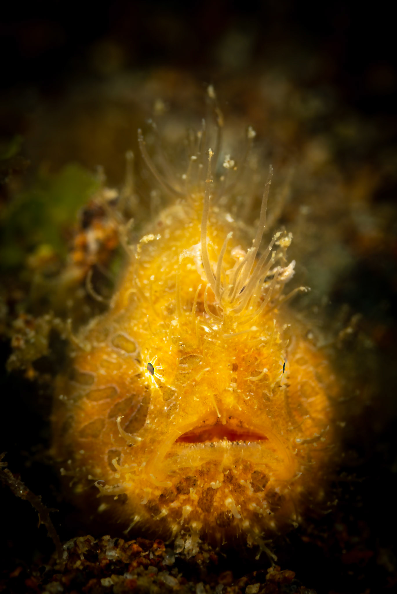 Juvenile hairy frogfish