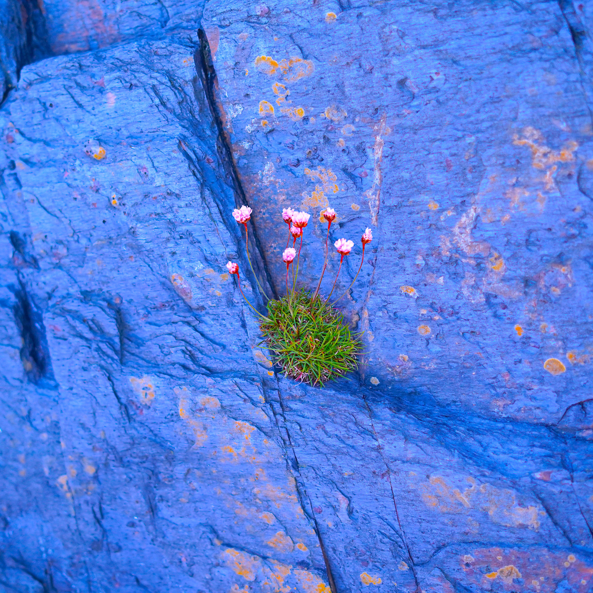 Caribou