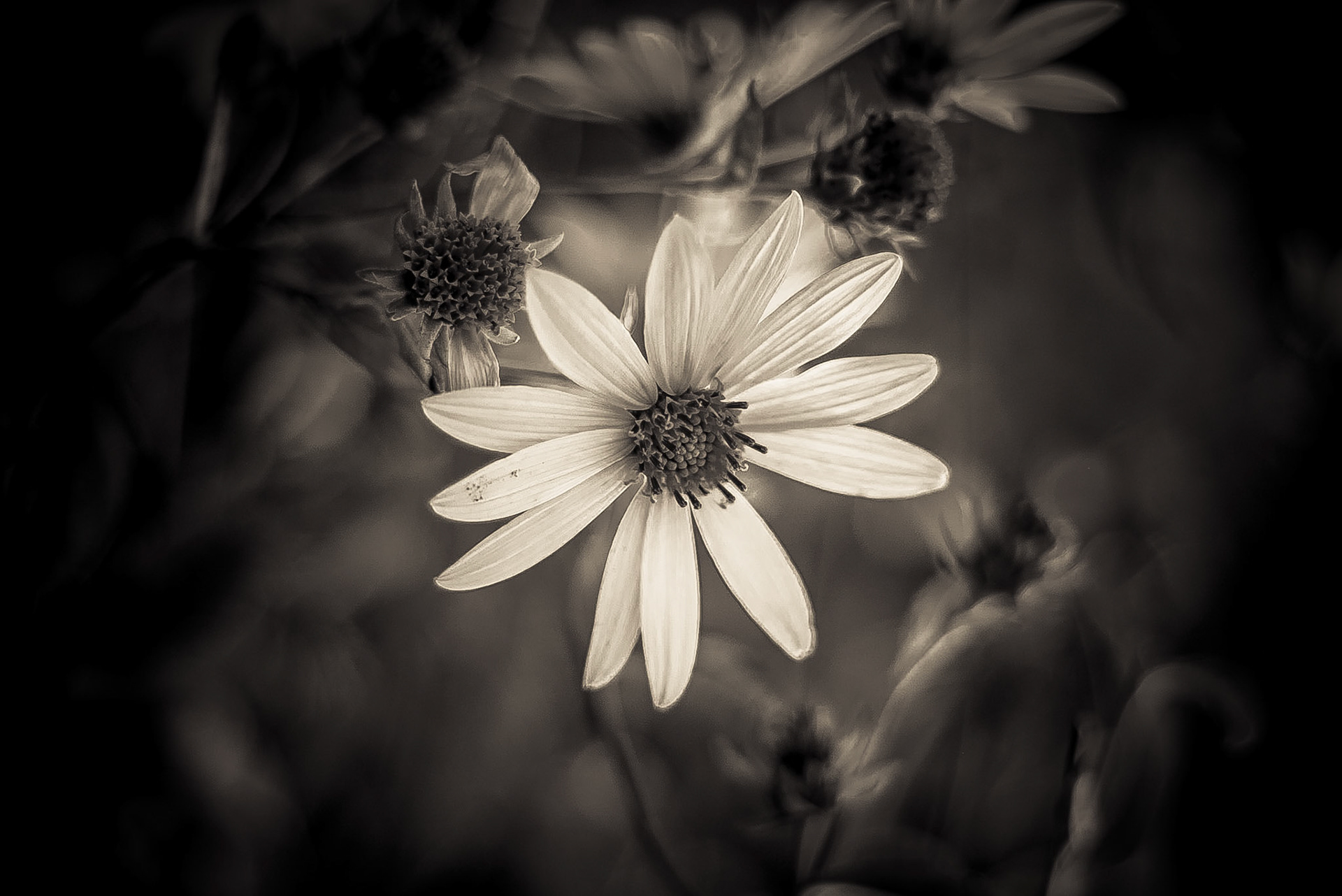 Close up black and white image of a single daisy against an out of focus background