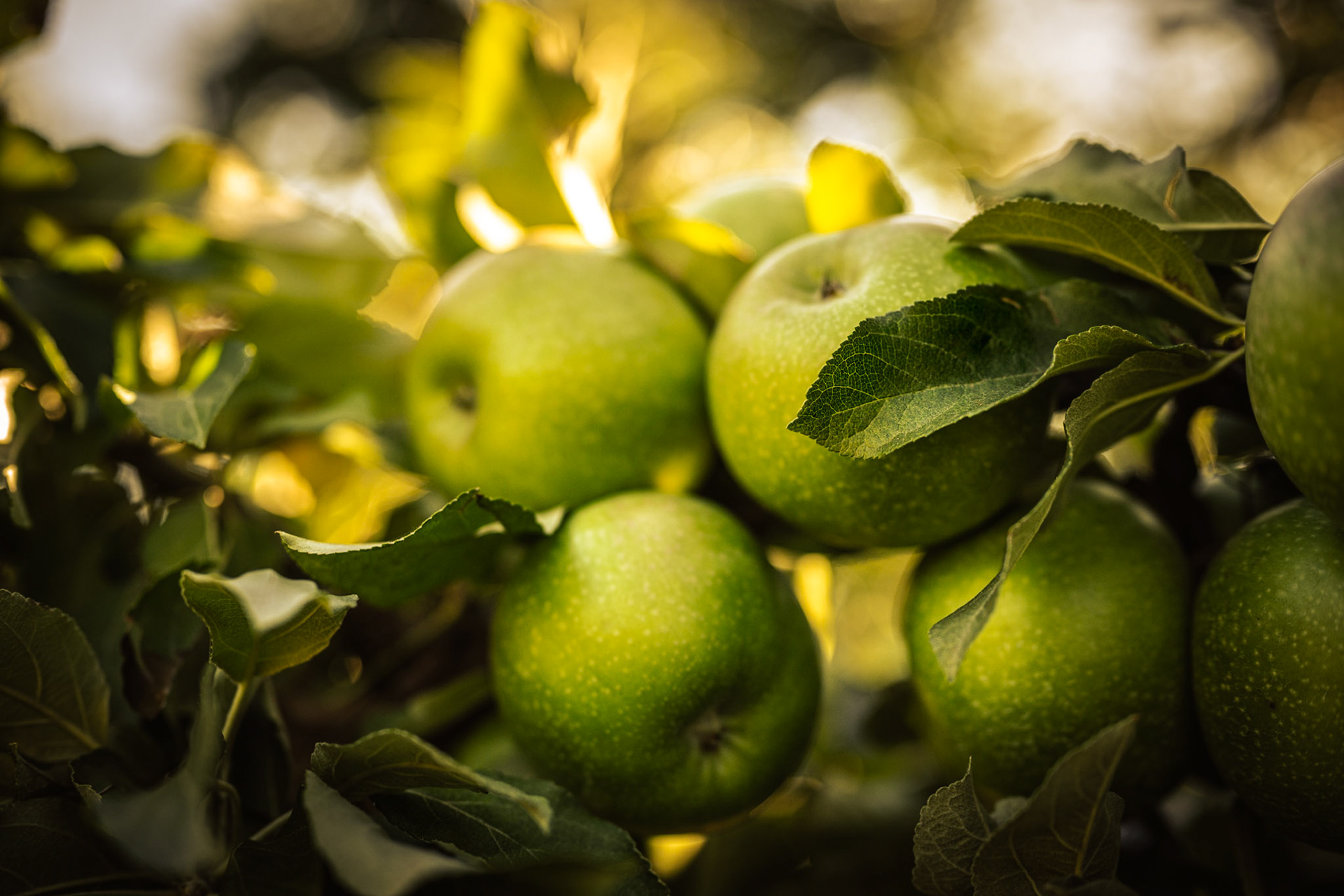 Ripe granny smith apples hanging on a tree branch.