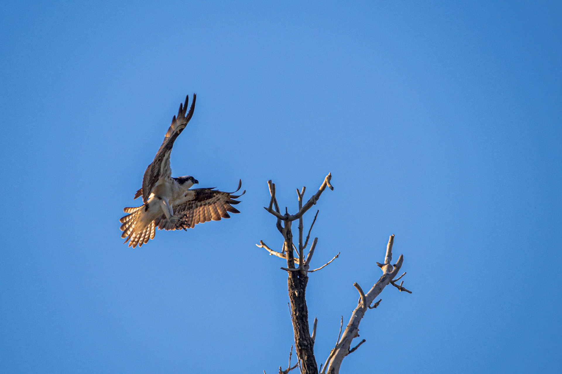 An osprey landing on top of a dead tree.
