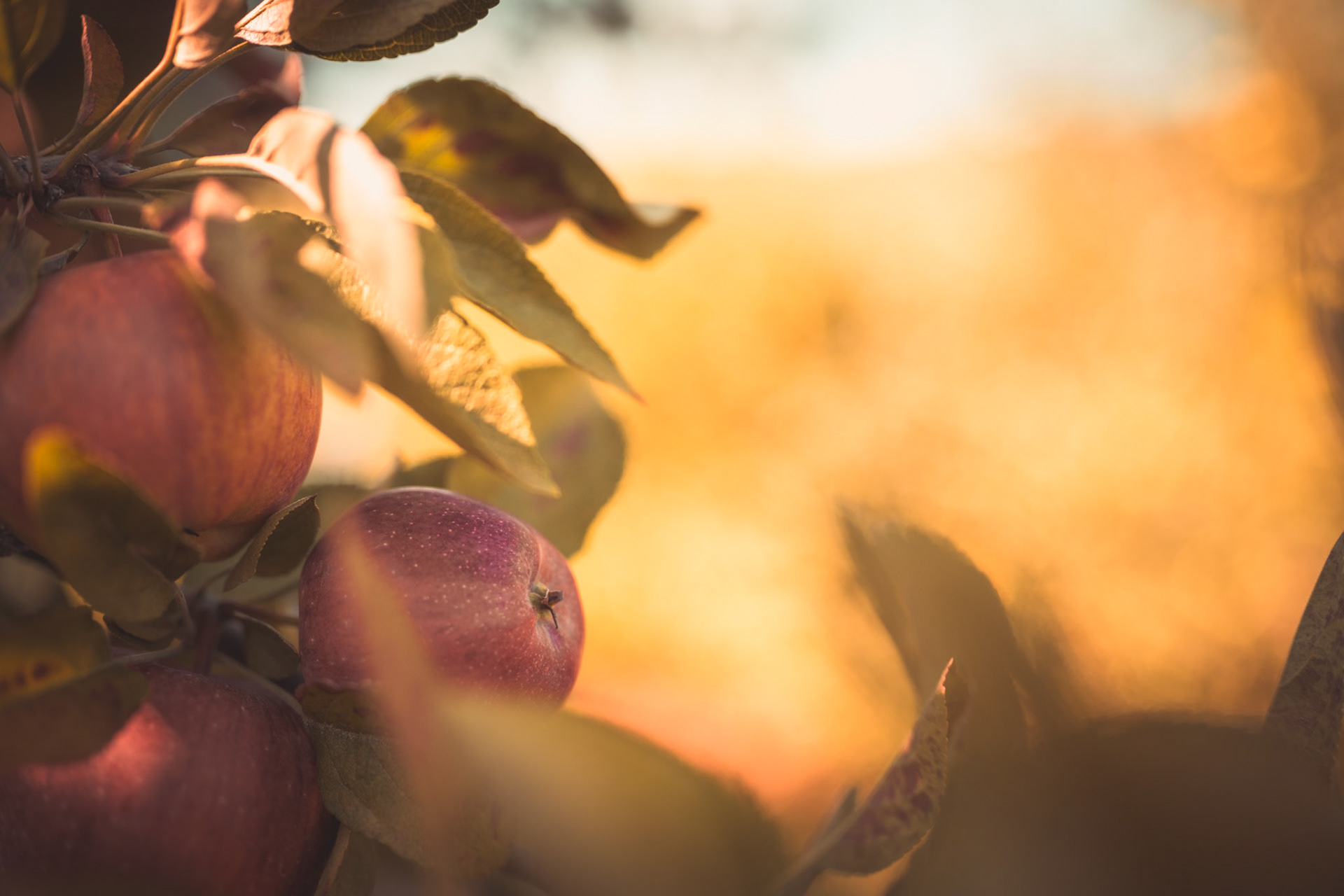 A single red apple against a blurred yellow background