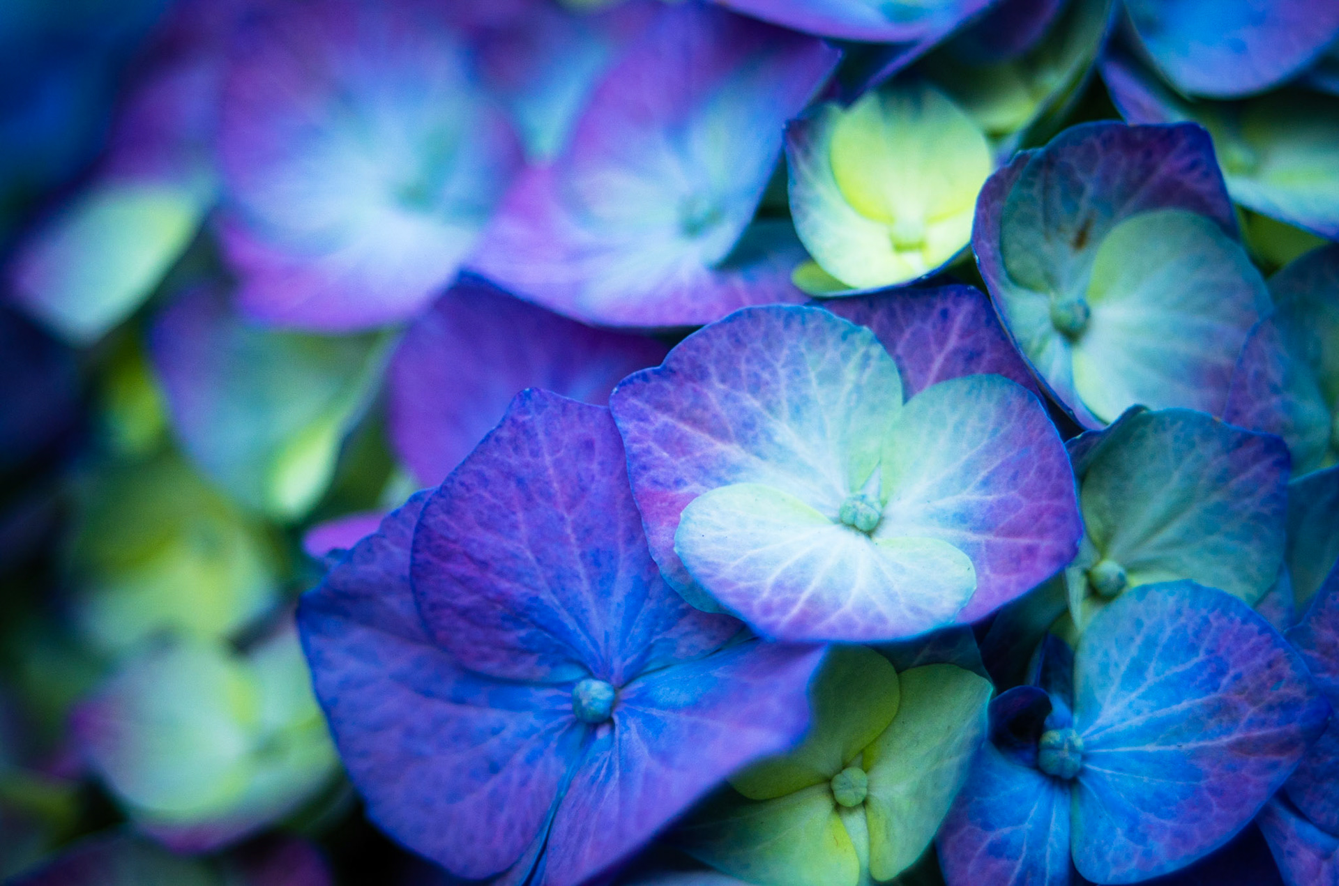 A purple, green, and blue hydrangea blossom