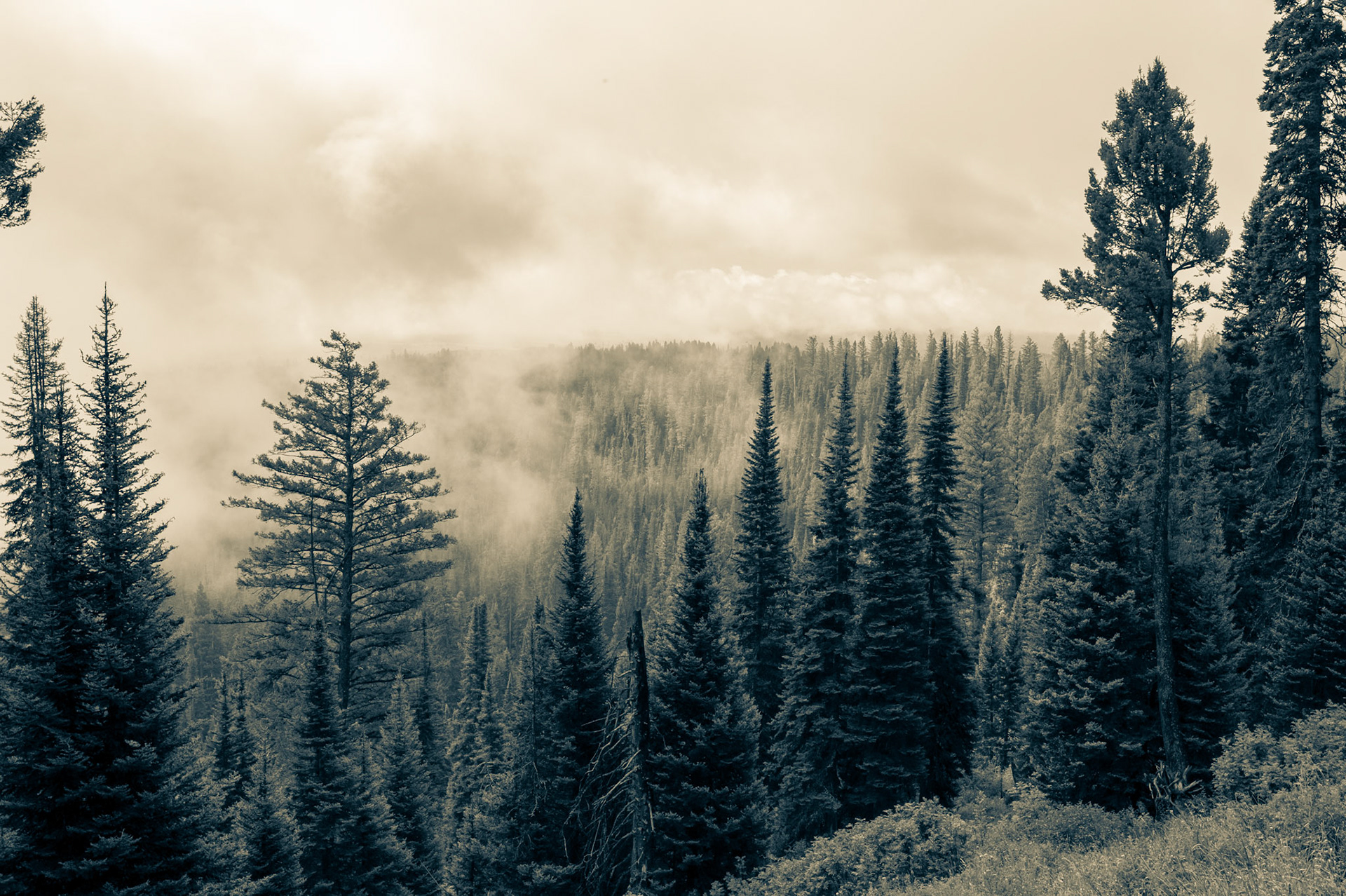Morning fog lifting above the treetops of a dense pine forest