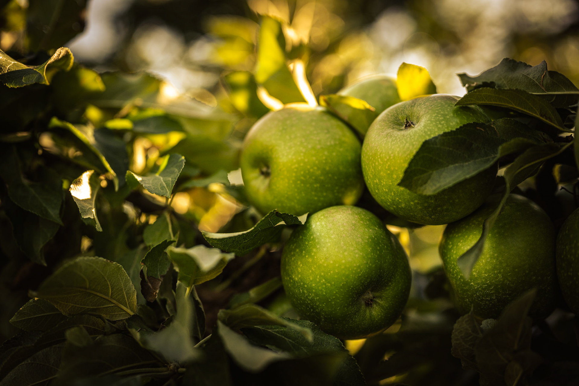Ripe granny smith apples hanging on a tree branch.