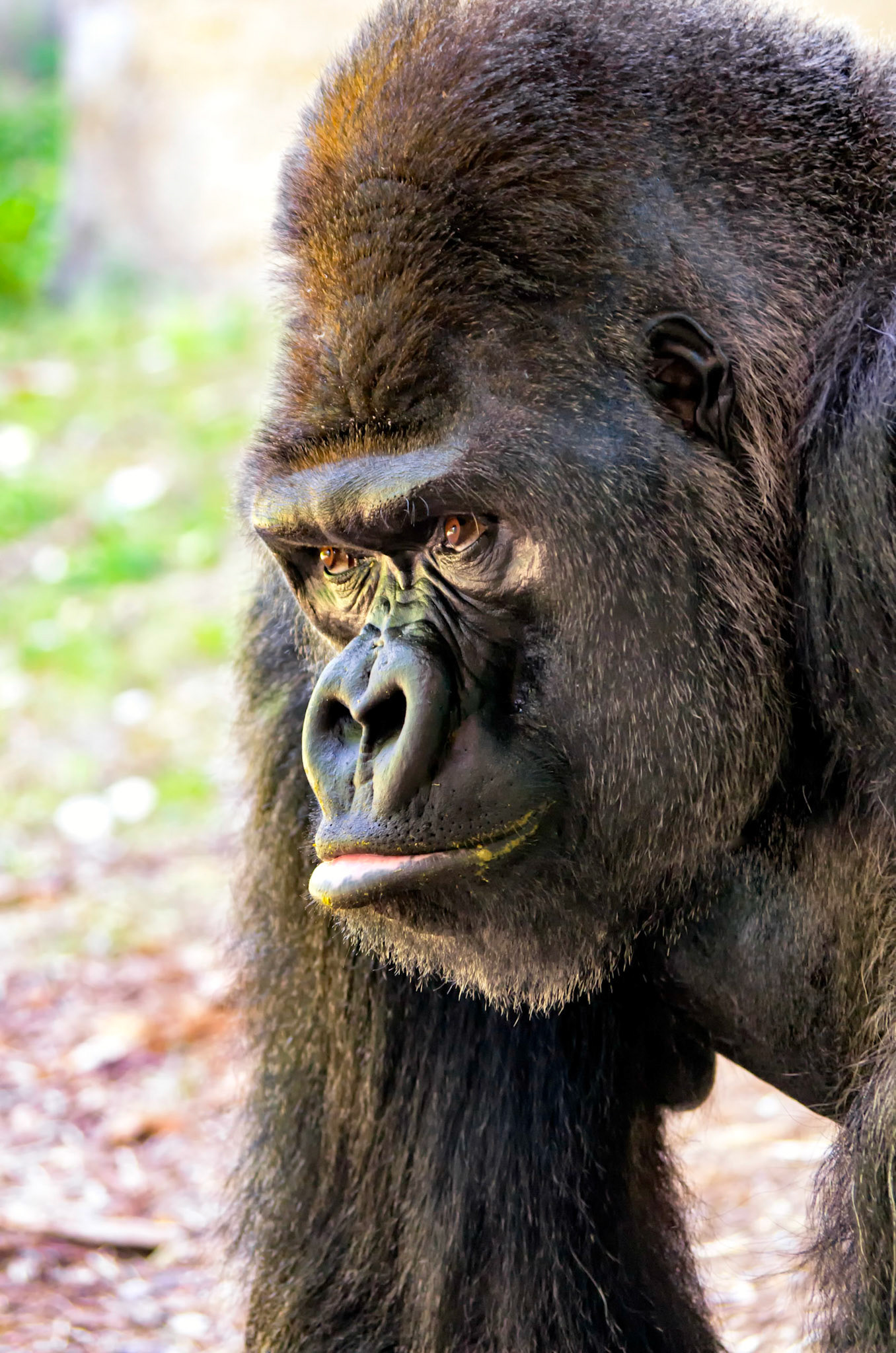 A captive Western Lowland Gorilla staring into the distance