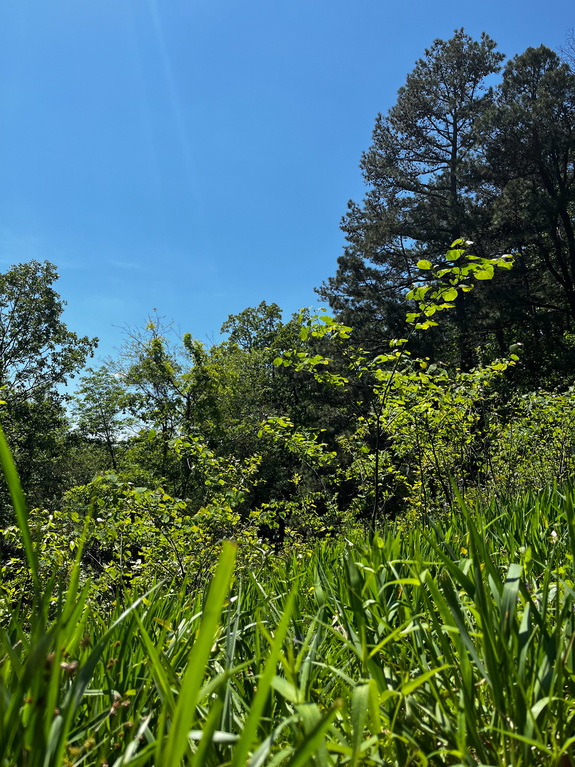lush green