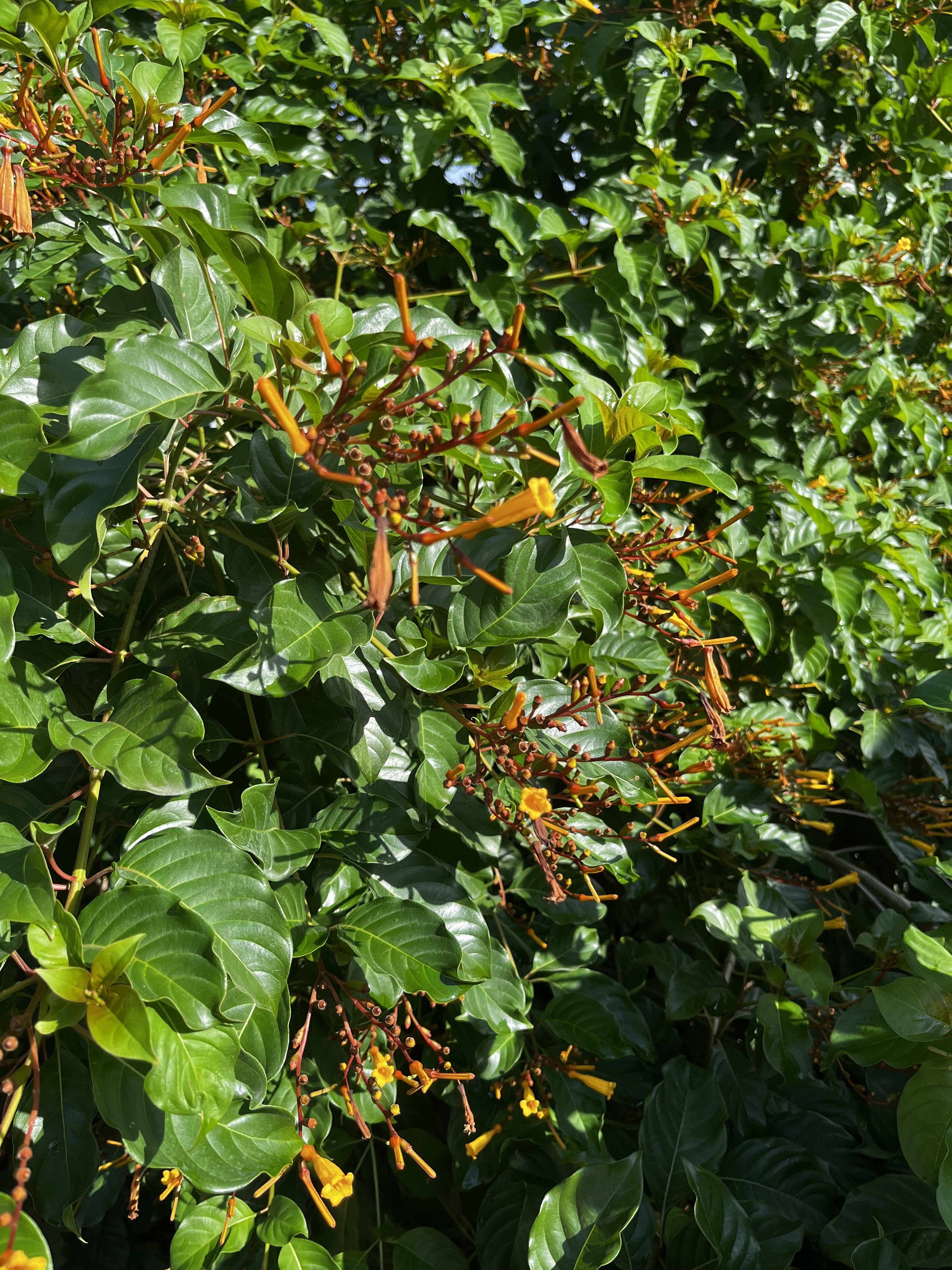 firebush in Jamaica