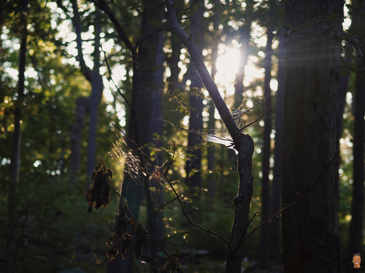 dawn