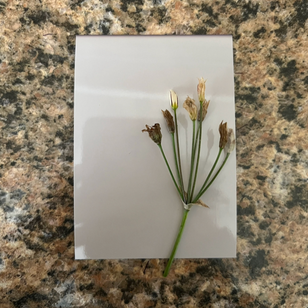 plant attached to paper