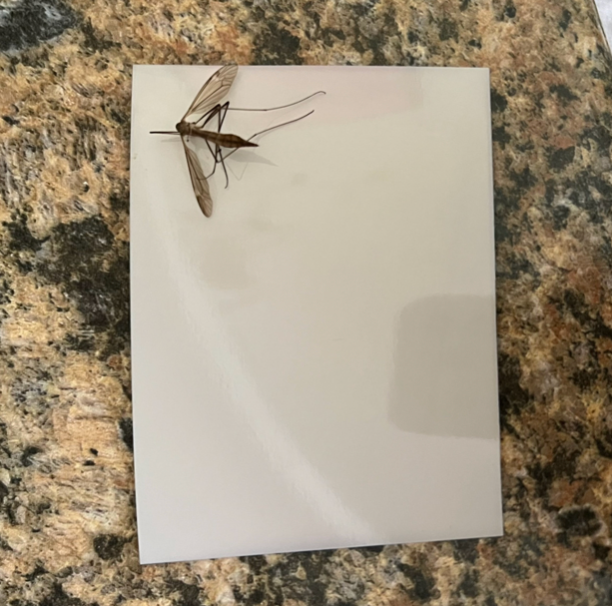 Mosquito hawk attached to paper