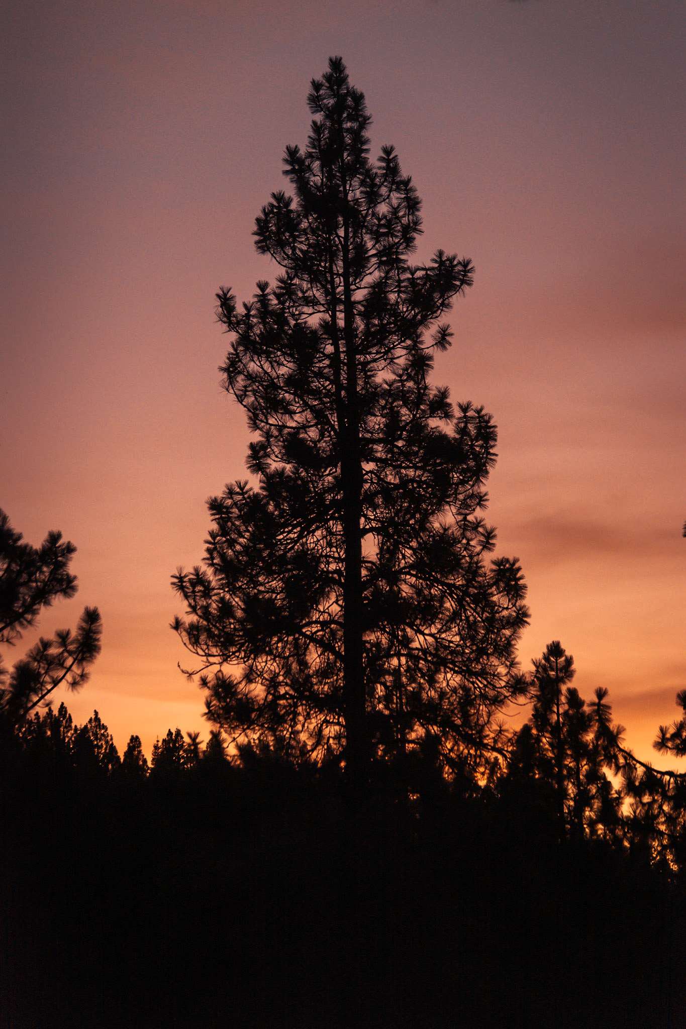 Sunset behind Evergreens