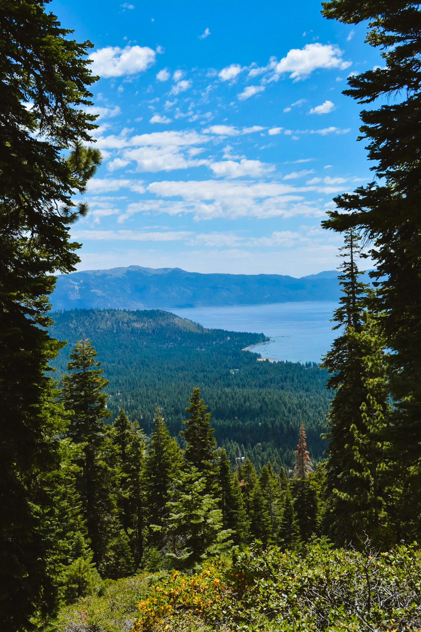 Lake Tahoe through the trees