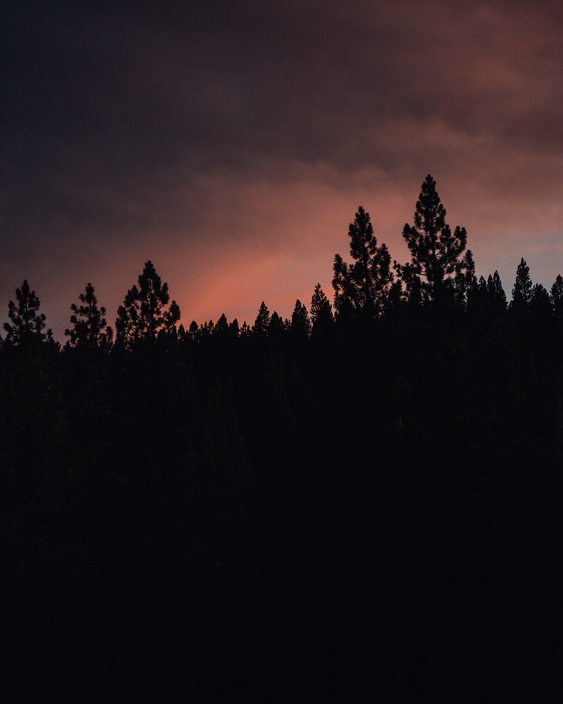 Silhouette Trees