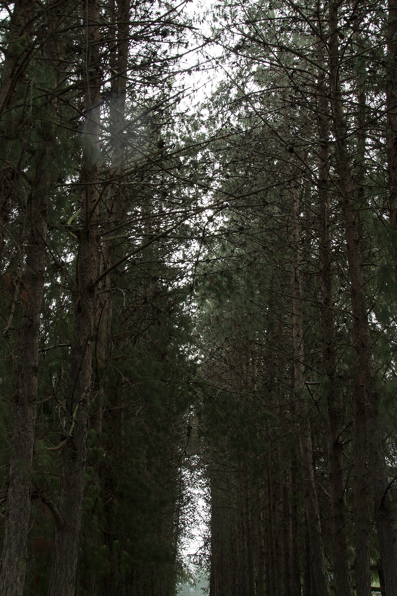 WOODS