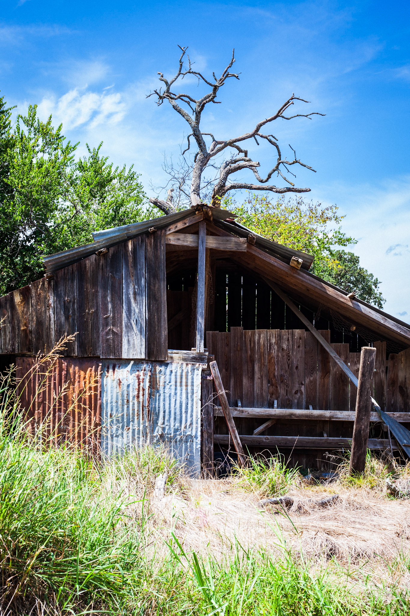 Goat Barn (c. 1930), Krum 2025