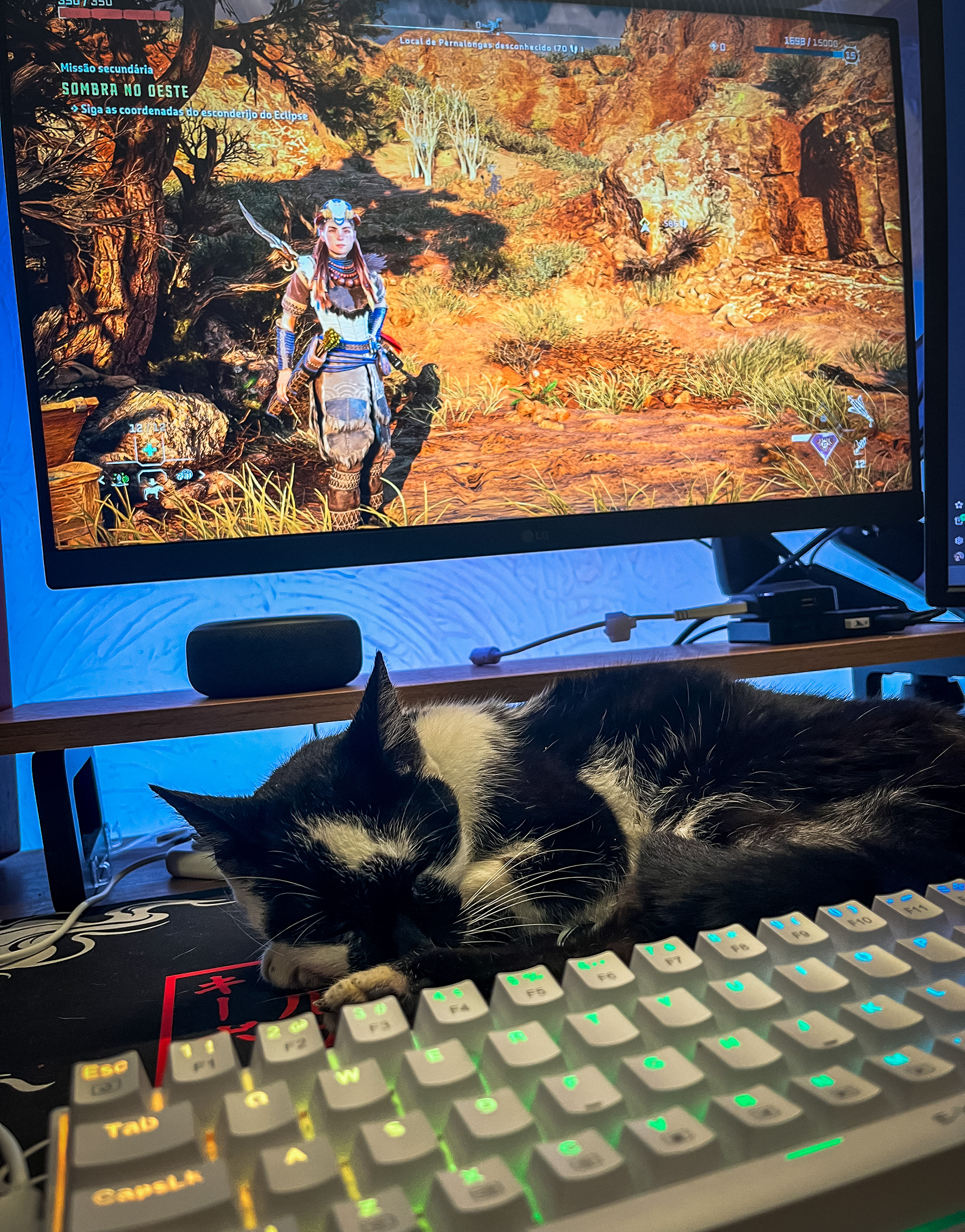 Minha gatinha Flash me fazendo companhia nos Games - Abr 2024