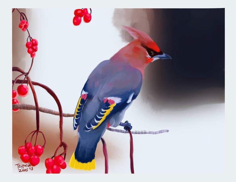 Japanese Waxwing