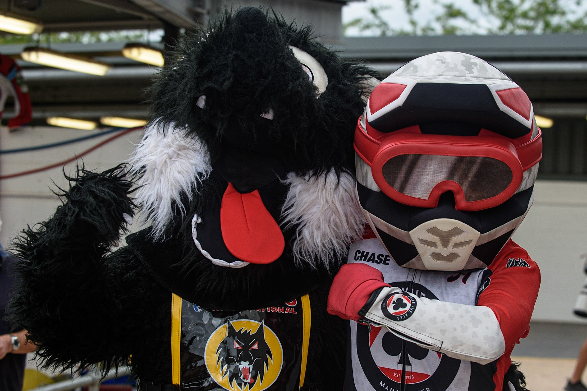 MANCHESTER, UK. AUGUST 30TH Mascots  Mr Wolf (left) (Wolverhampton Parrys International Wolves )and Chase The Ace (Belle Vue BikeRight Aces ) during the SGB Premiership match between Belle Vue Aces and Wolverhampton Wolves at the National Speedway Stadium, Manchester on Monday 30th August 2021. (Credit: Ian Charles | MI News)
