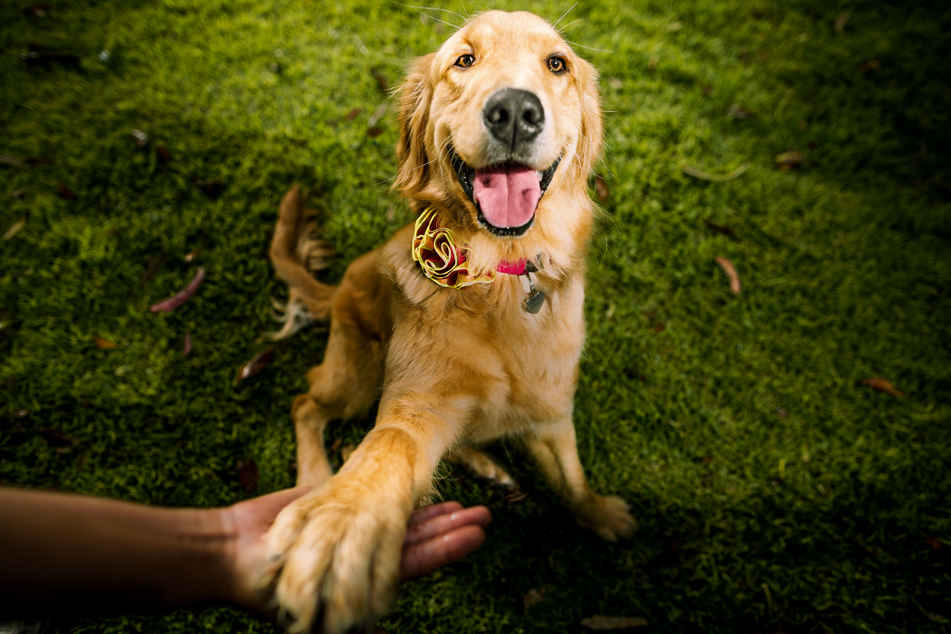 Golden Retriever sentado saludando