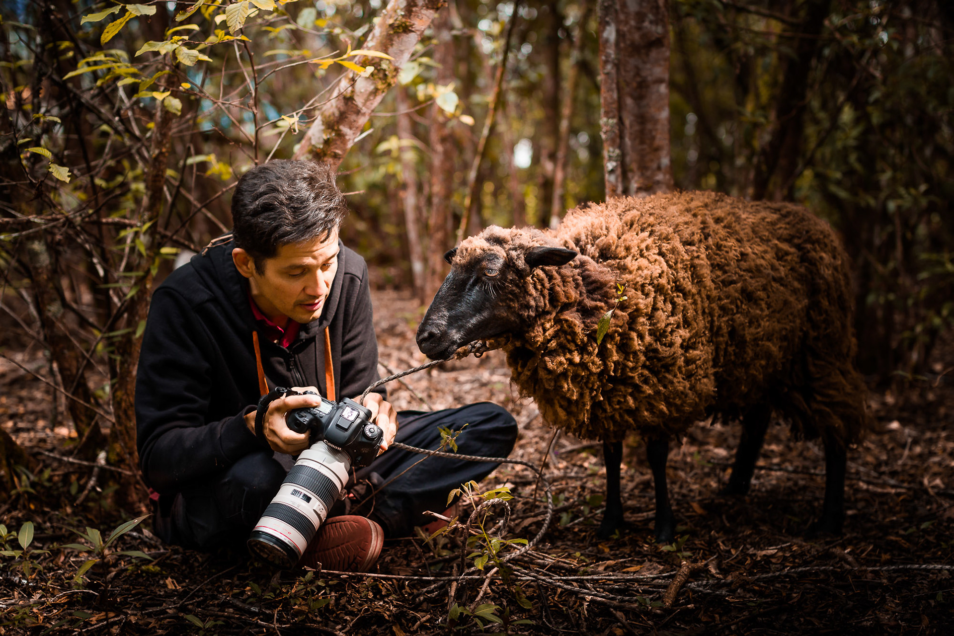Fotógrafo mostrándole su cámara a una oveja