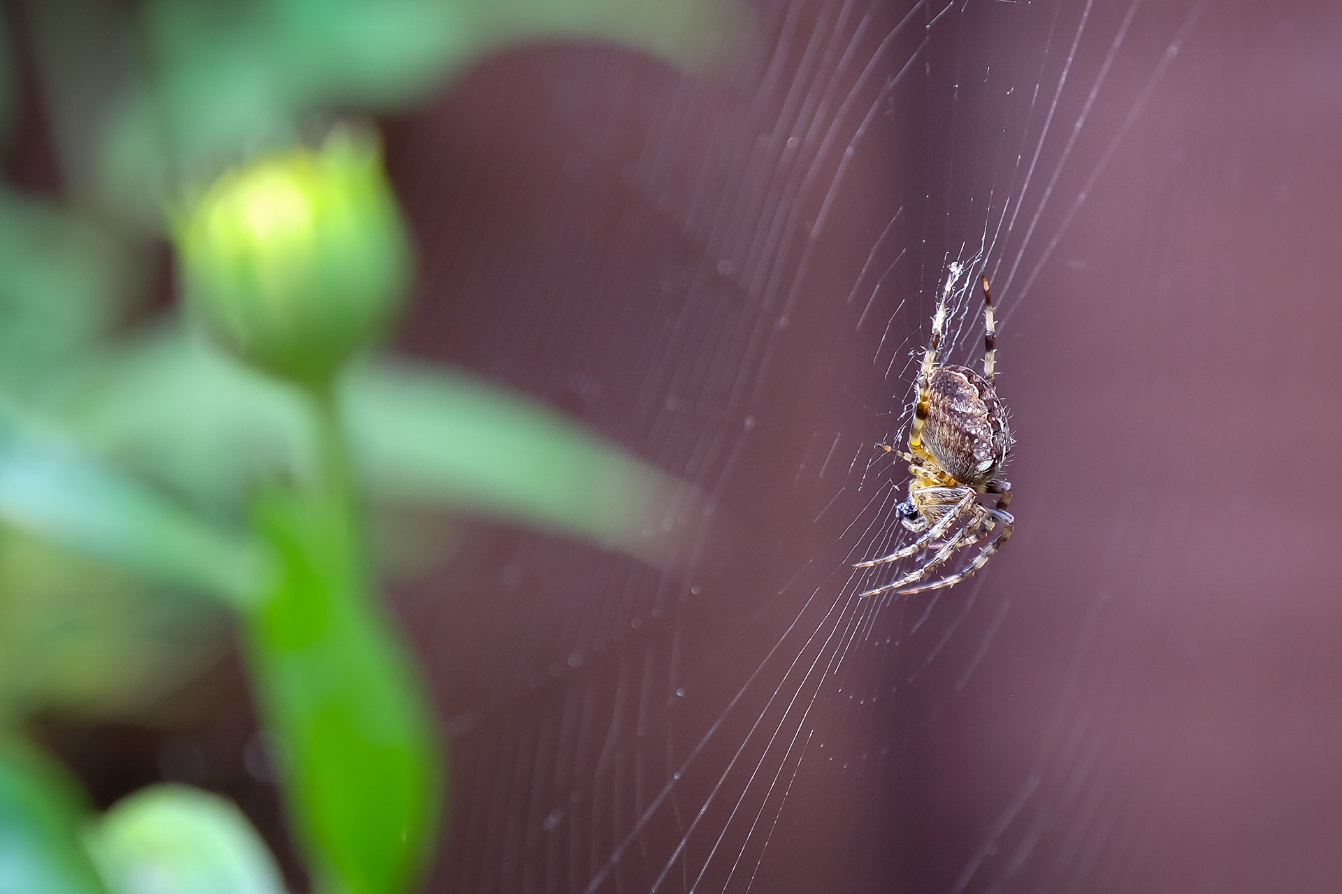 Araneus Diadematus