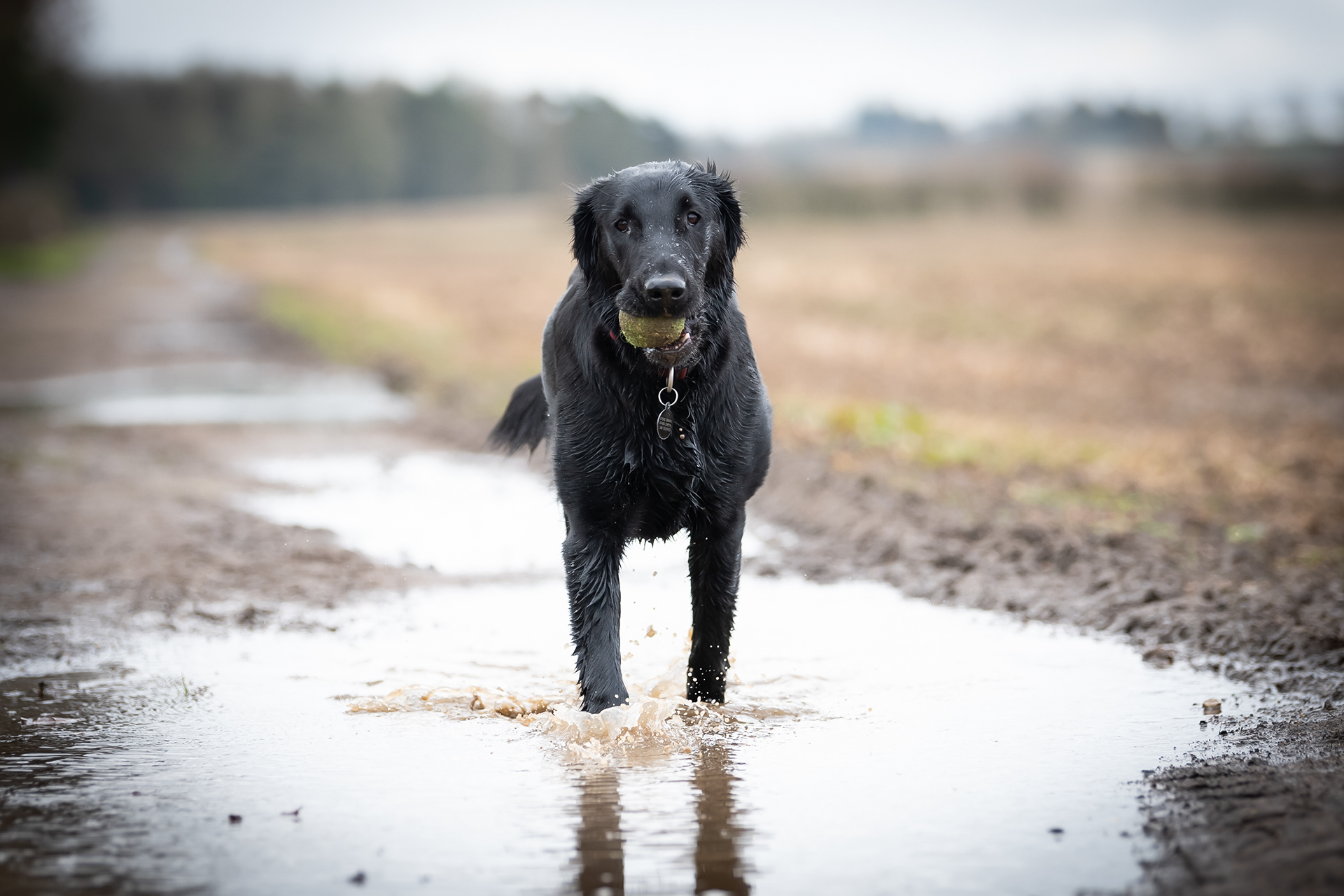 Flatcoated Retriever 