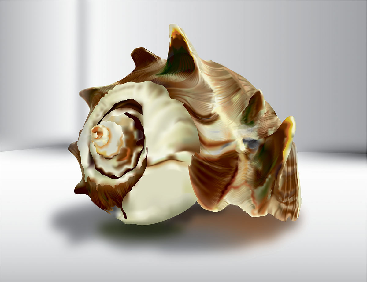 Shell | Adobe Illustrator