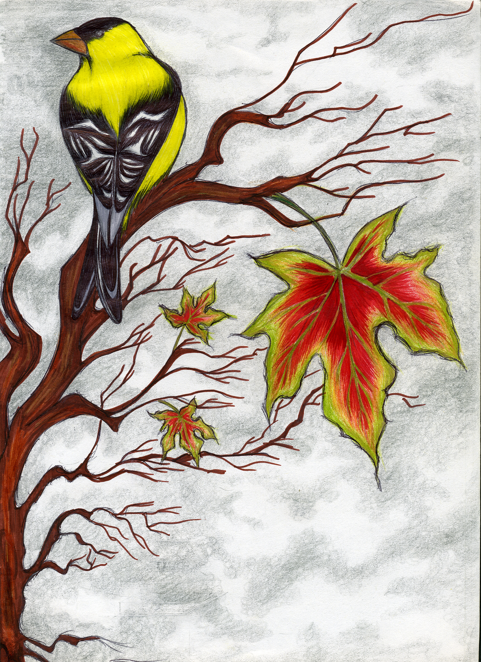 Goldfinch | Colored Pencil & Ink