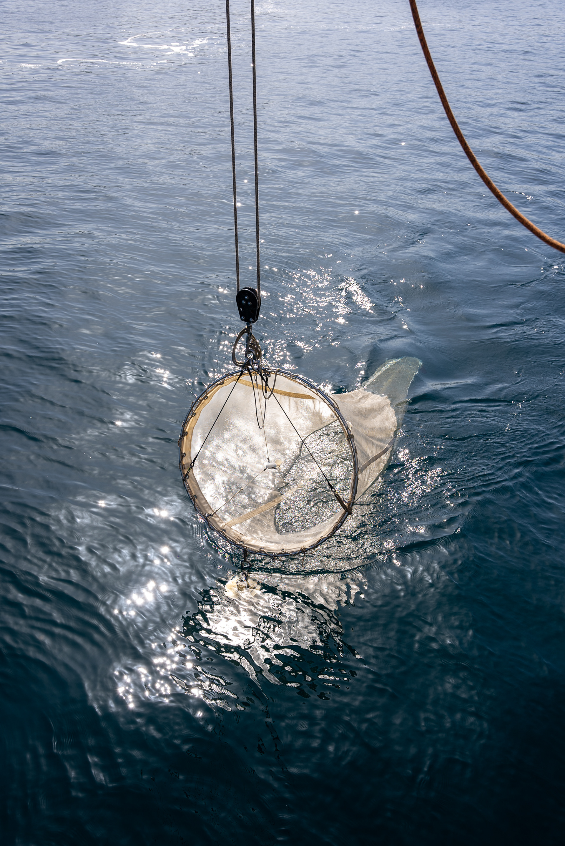 Filet à plancton, Bilbao, 2023