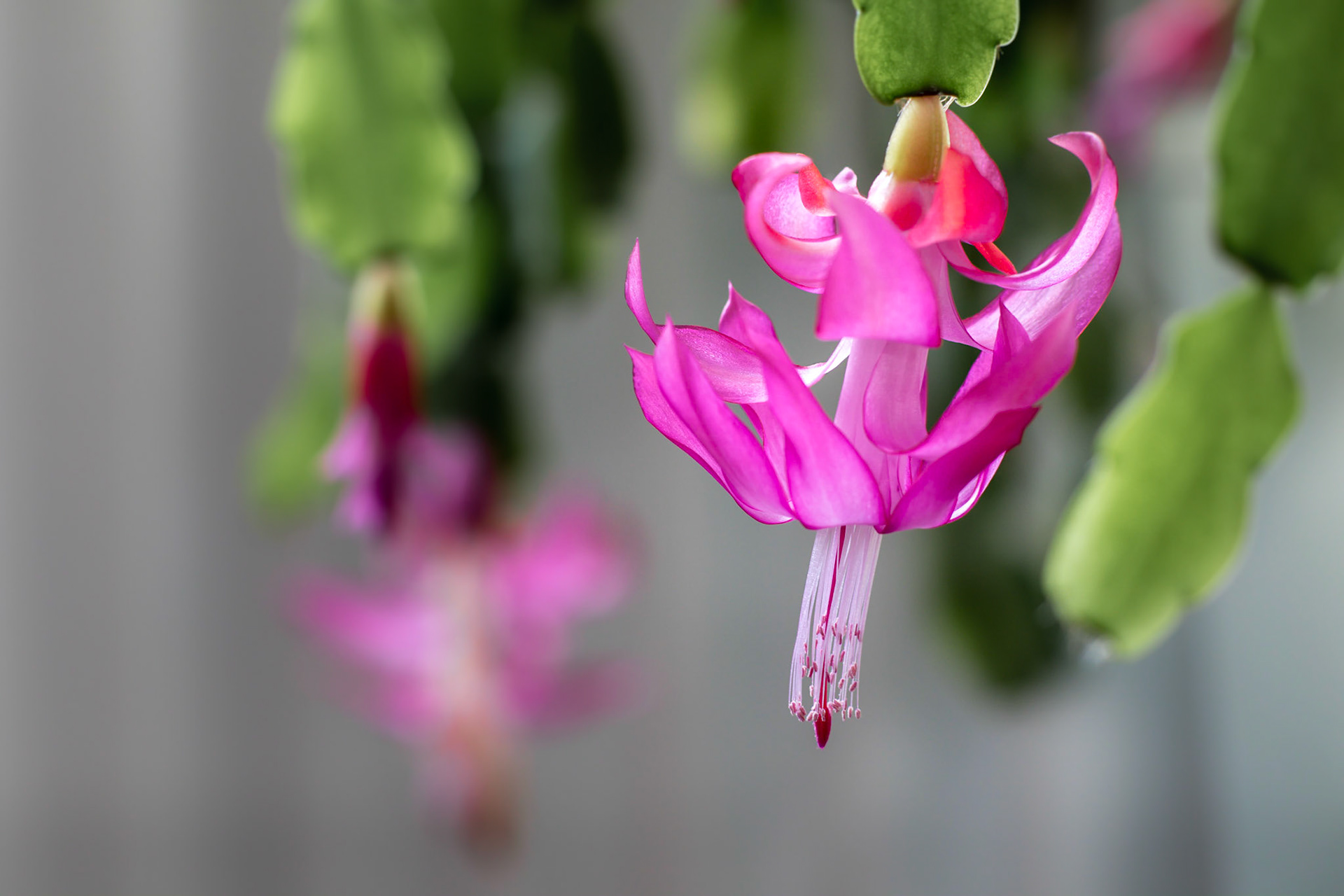 Christmas Cactus