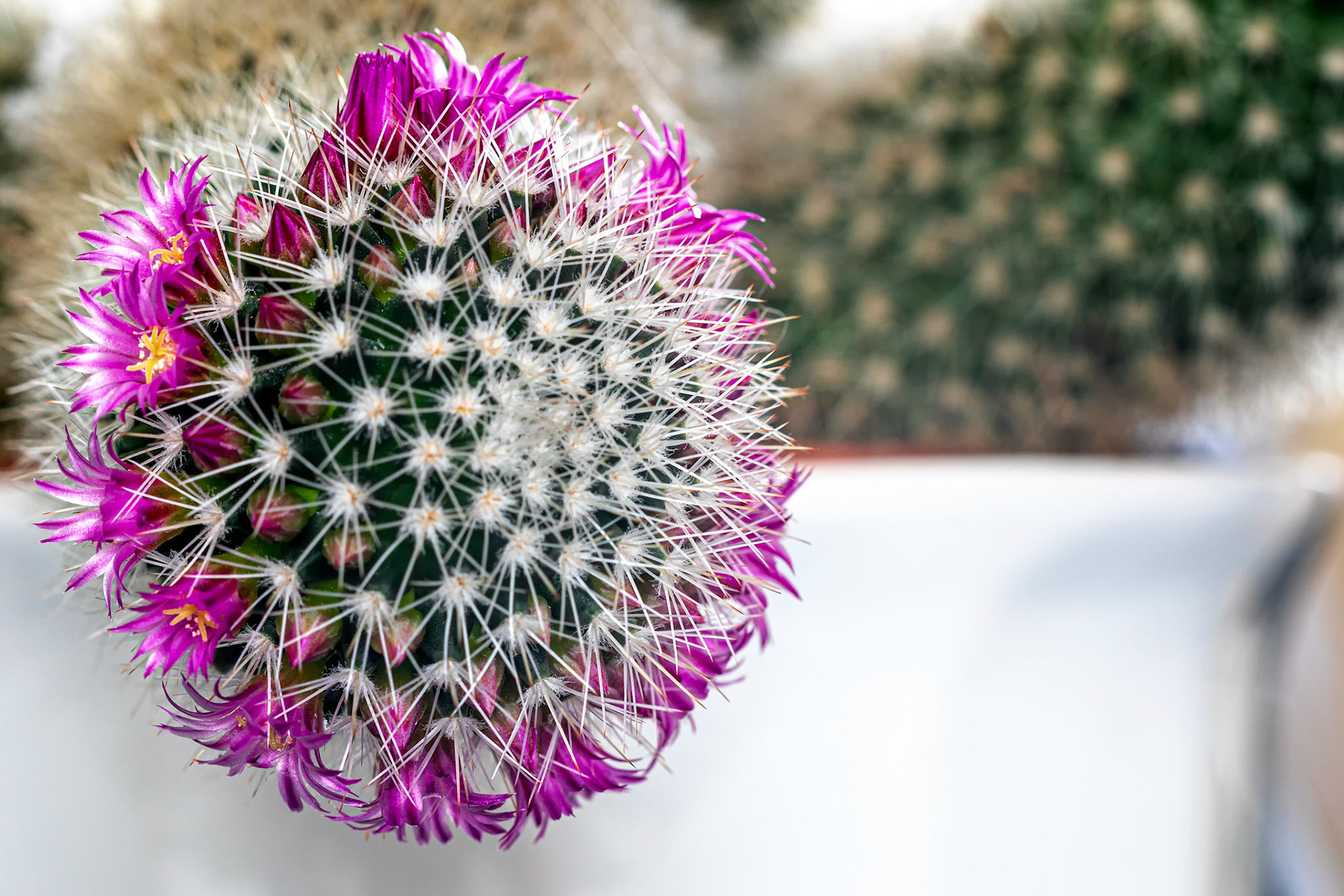 Flowering Cactus