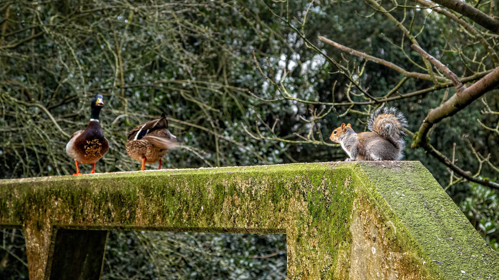 Competition for the crumbs