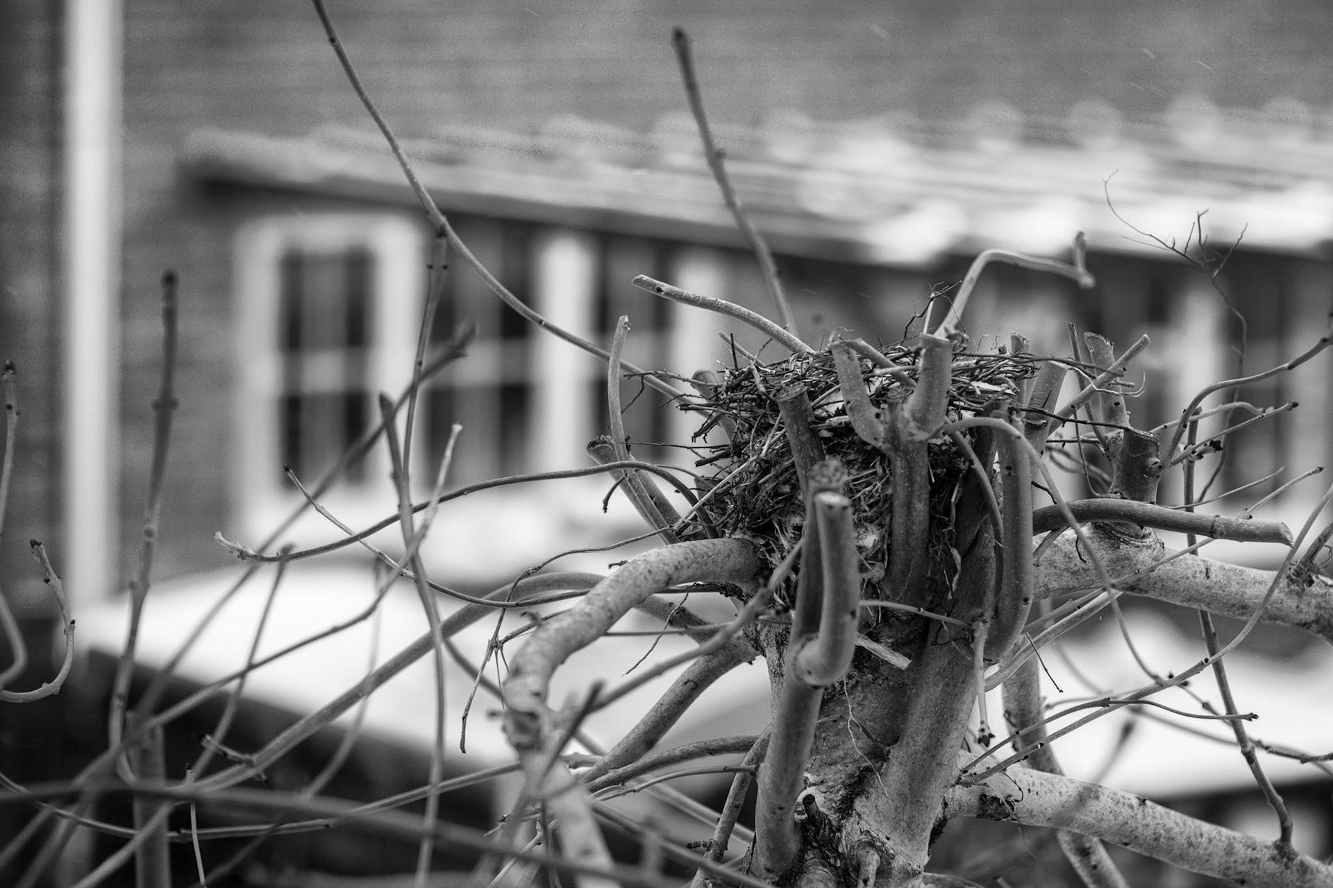 Gone South for Winter