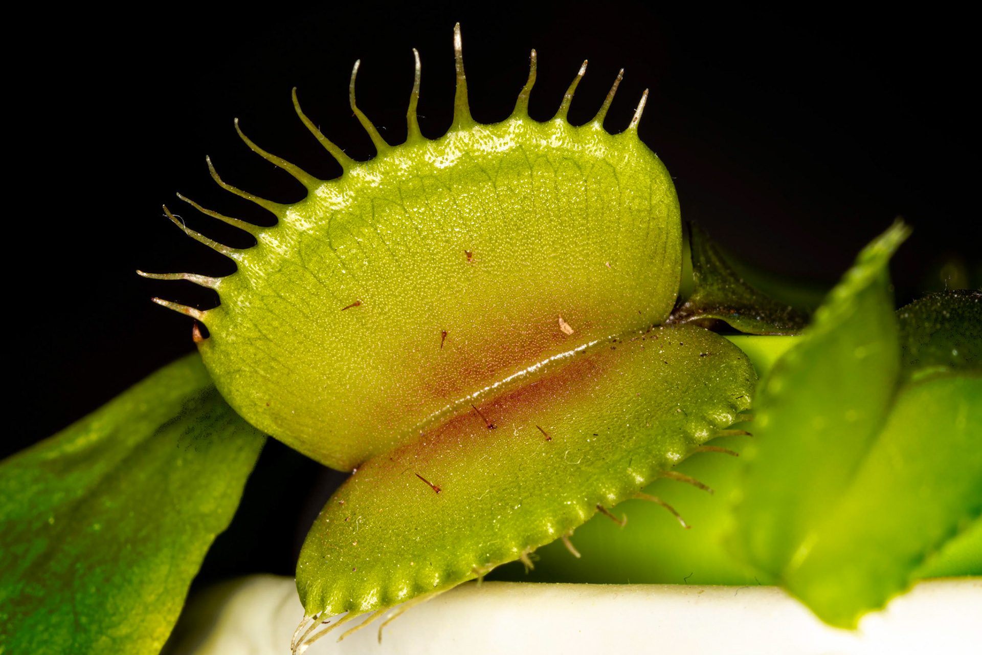 Venus Fly Trap