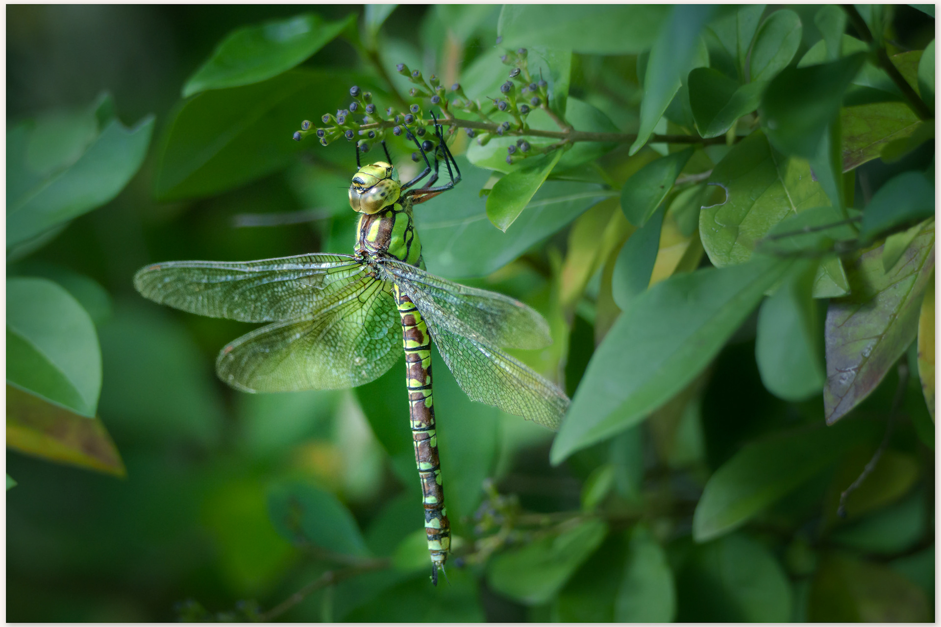 a southern hawker hanging on privet in fressingfield, Suffolk