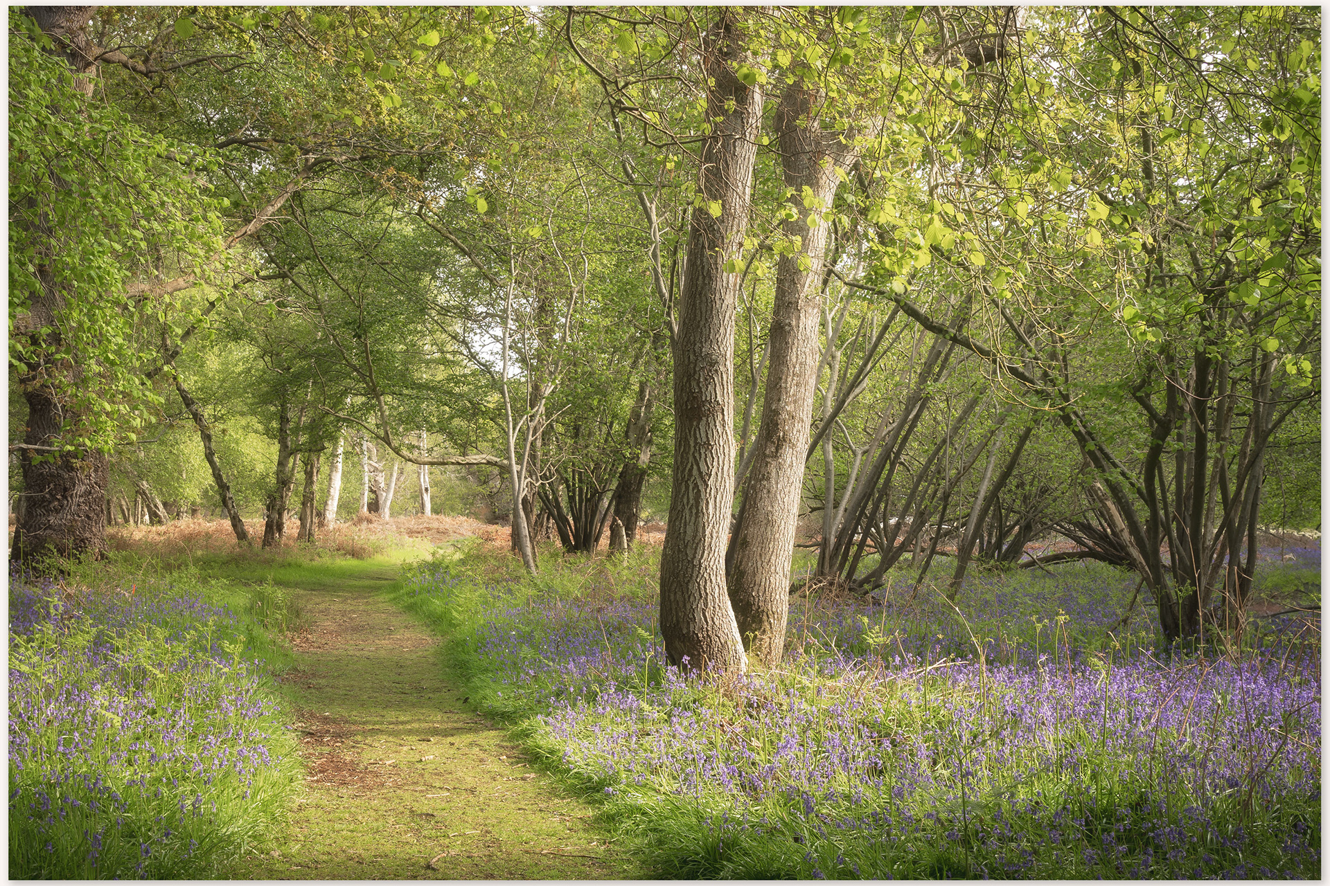a spring picture of a path in captains wood, which has bubbles of sunlight along it.  bluebells line the path.