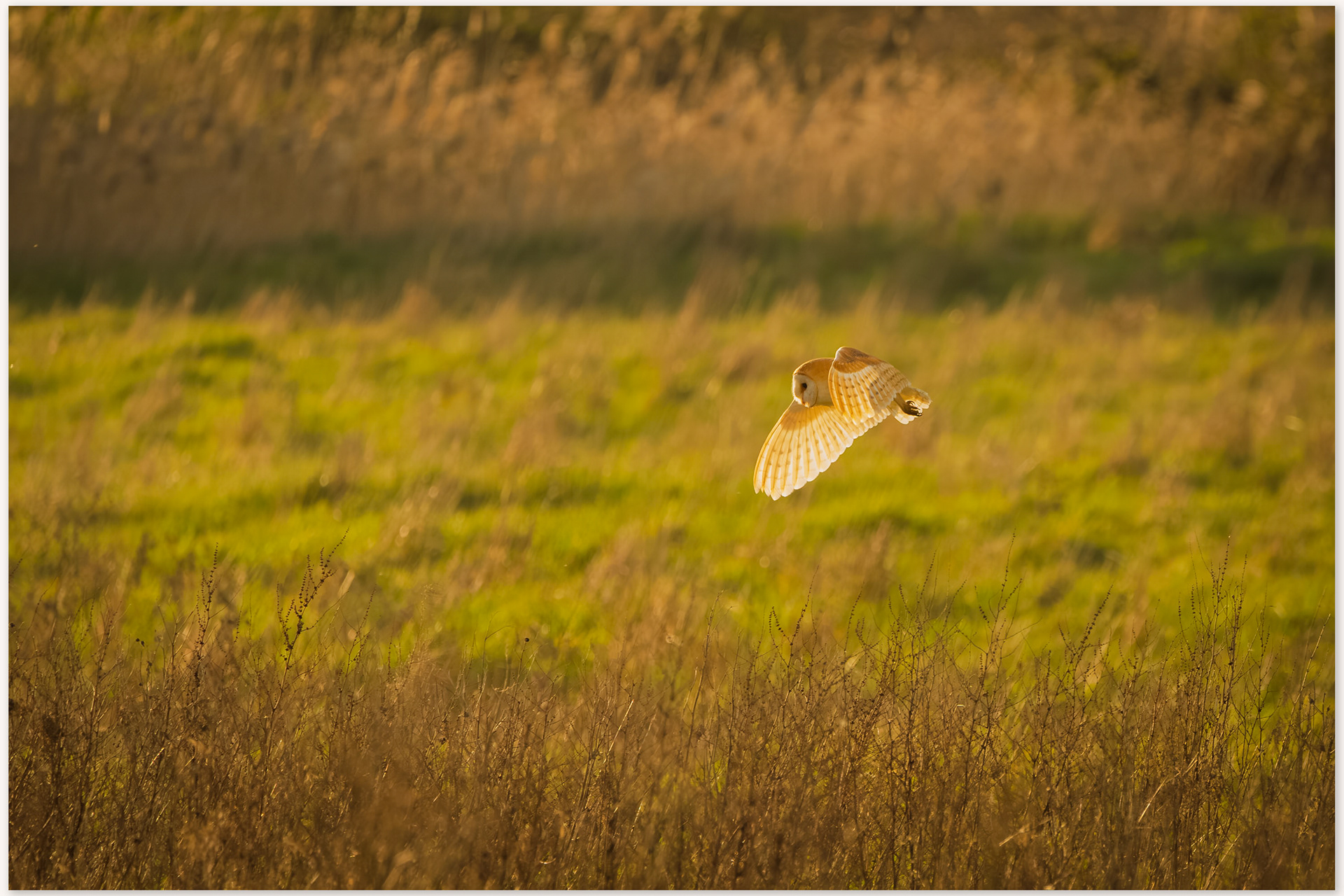 a barn owl back-lit by the setting sun