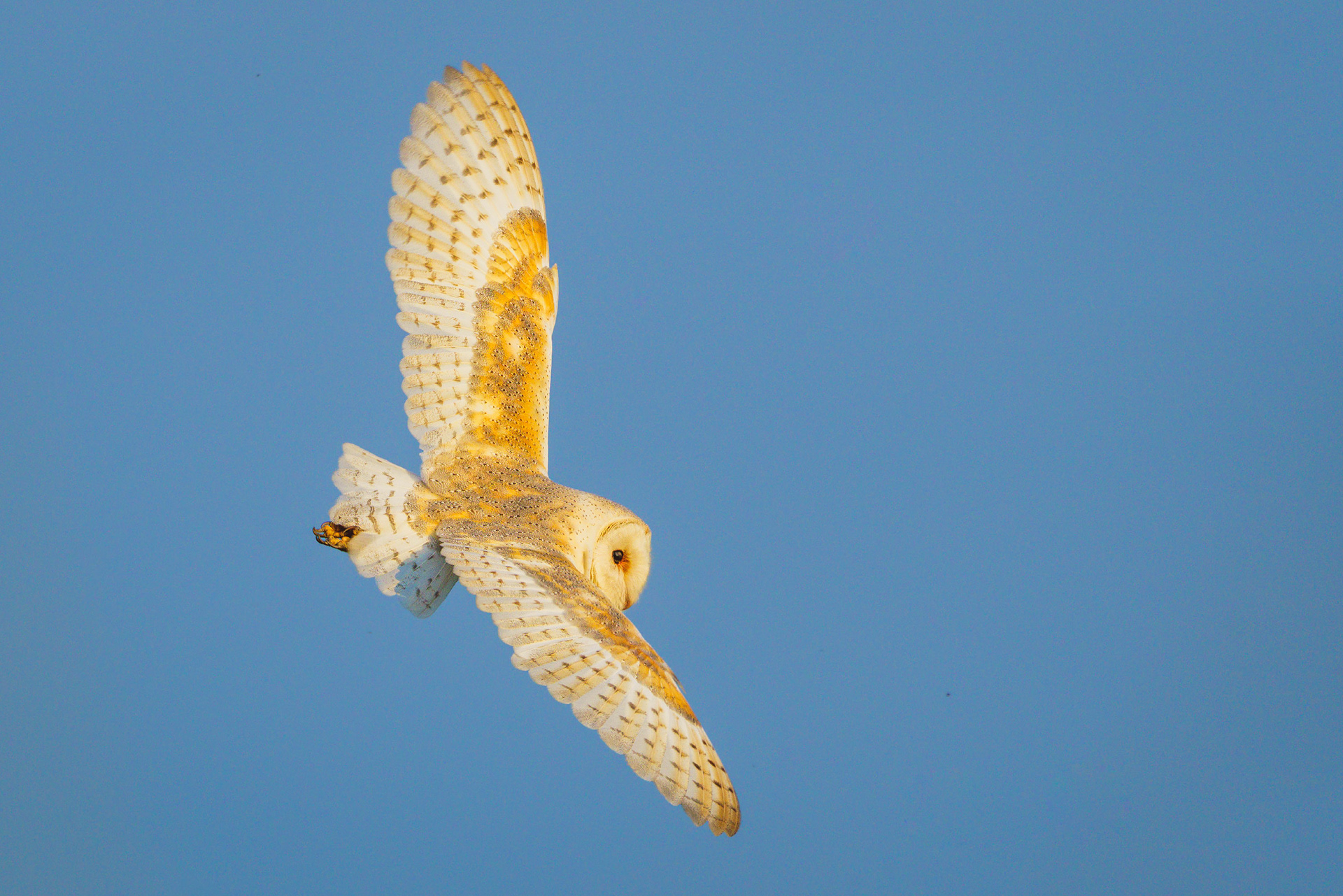 a barn owl flying in the setting sunlight